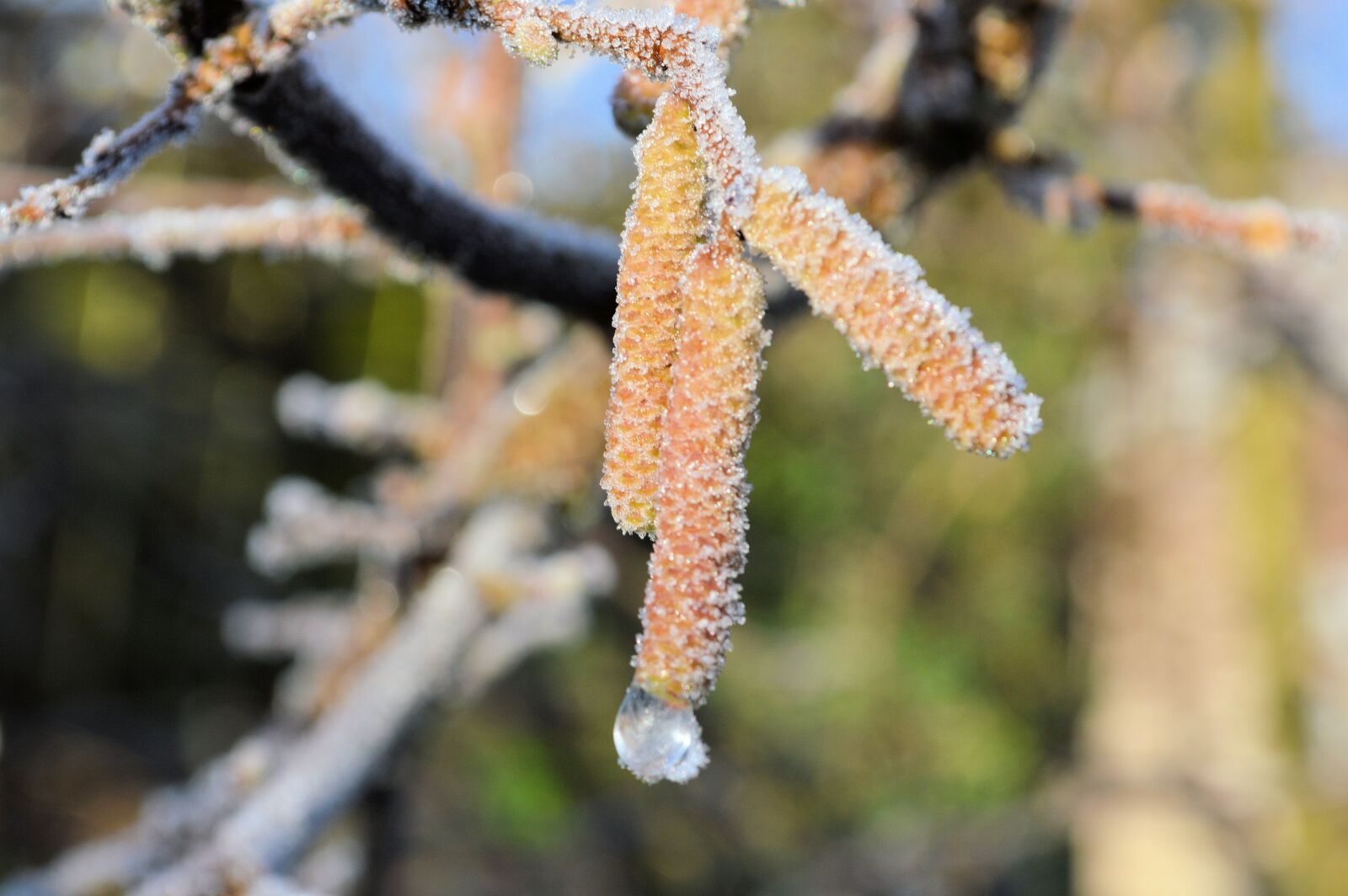 Nikon D3200 sample photo. Nature, frost, cold photography