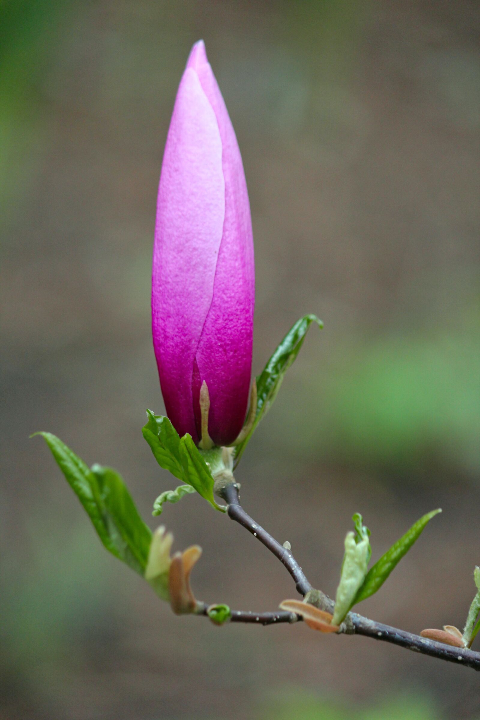 Canon EOS 550D (EOS Rebel T2i / EOS Kiss X4) sample photo. Flower, bud, magnolia photography