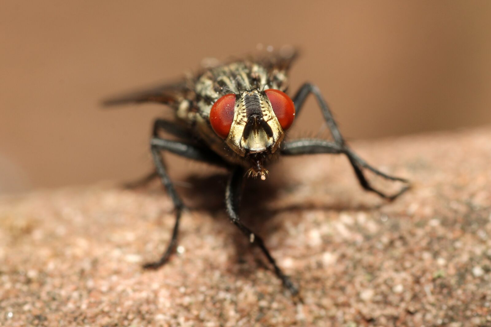 Canon EOS 60D sample photo. Fly, eyes, nature photography