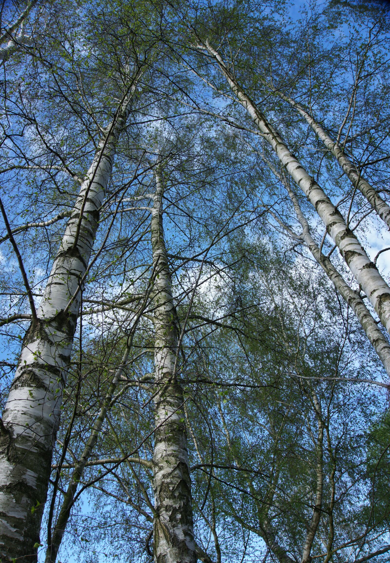 Sony a6000 sample photo. Birch, birch grove, trees photography