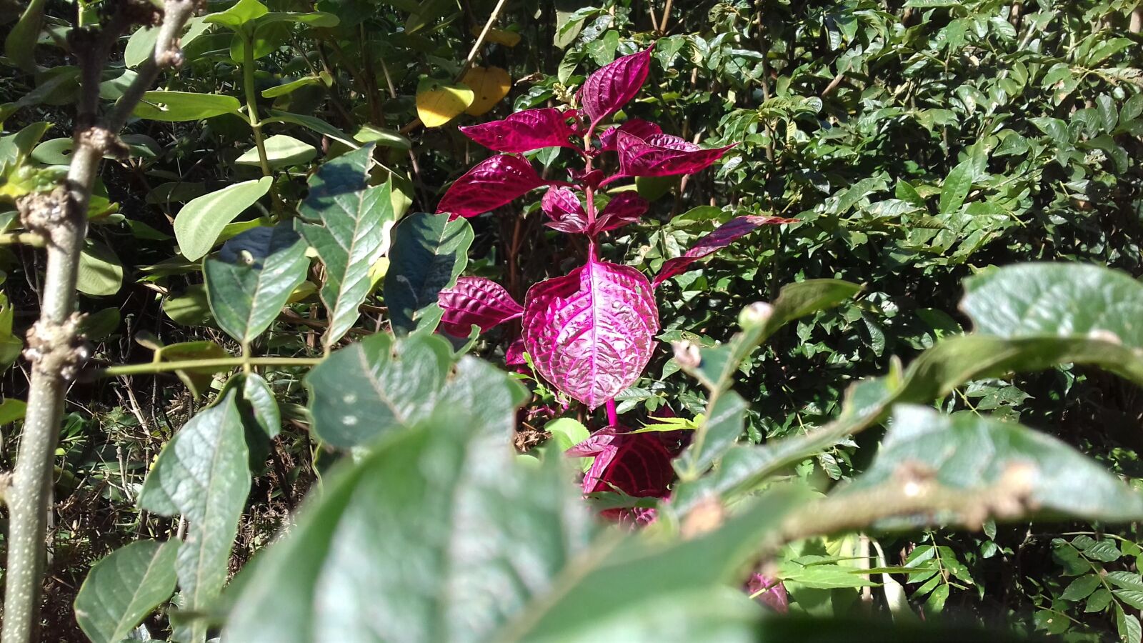 Samsung Galaxy J3(2016) sample photo