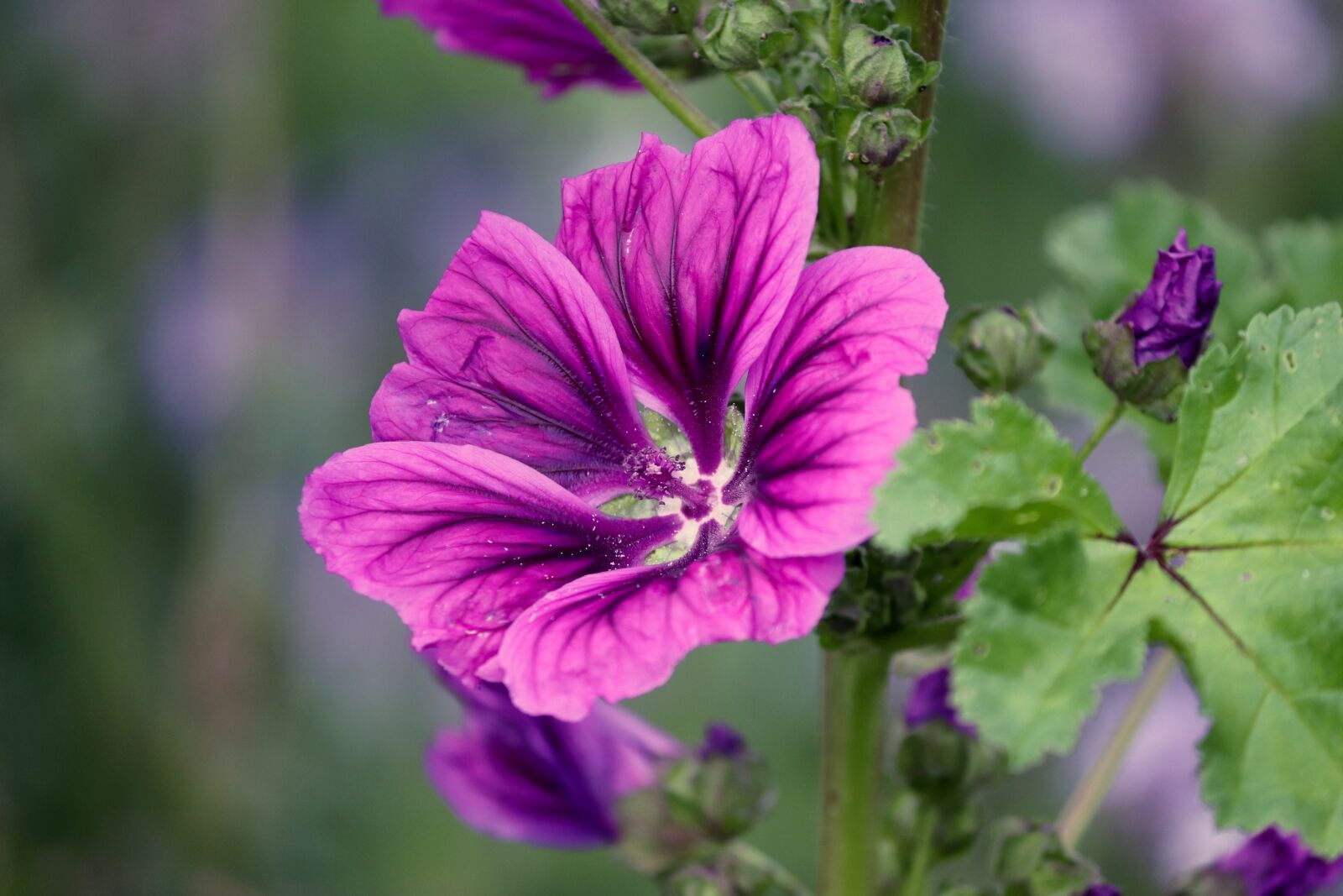 Canon EOS 200D (EOS Rebel SL2 / EOS Kiss X9) sample photo. Mauritanian mallow, malva sylvestris photography