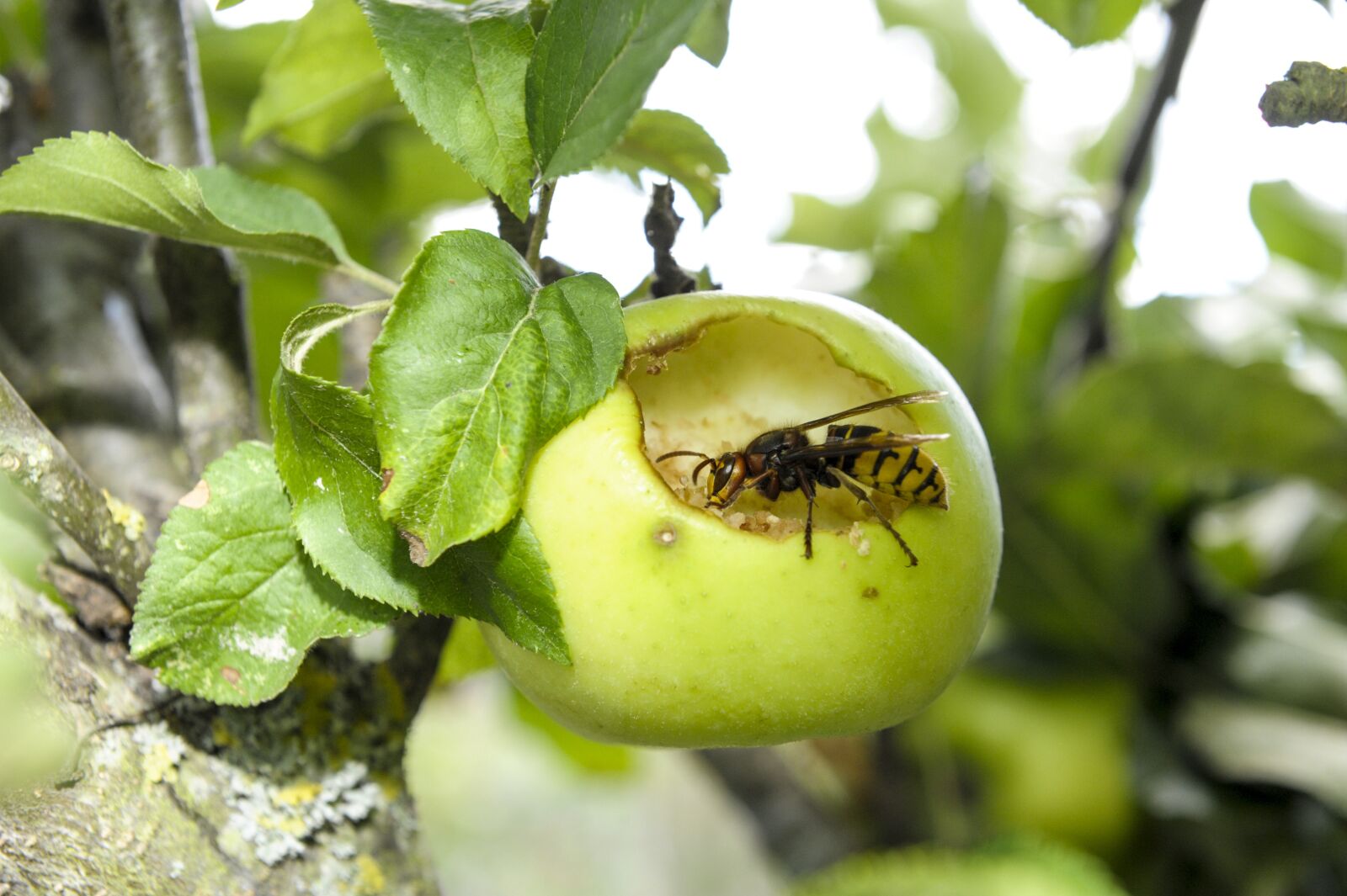 Nikon D3 sample photo. Insect, apple, close up photography