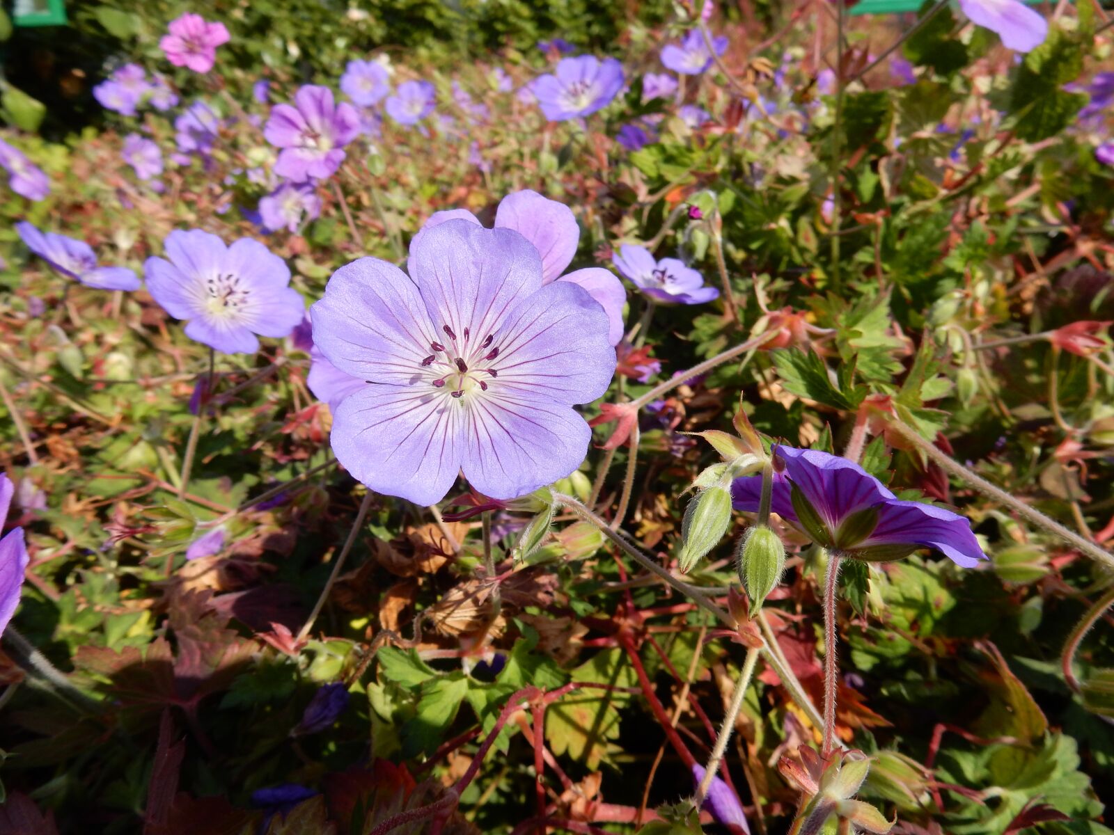Nikon Coolpix S9900 sample photo. Geranium, wildflower, violet flower photography