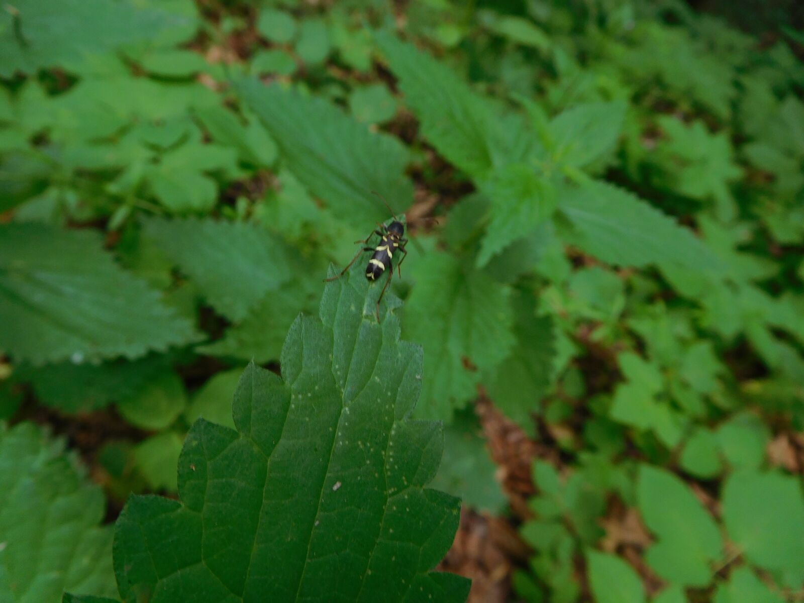 Nikon Coolpix S7000 sample photo. Beetle, leaf, nature photography