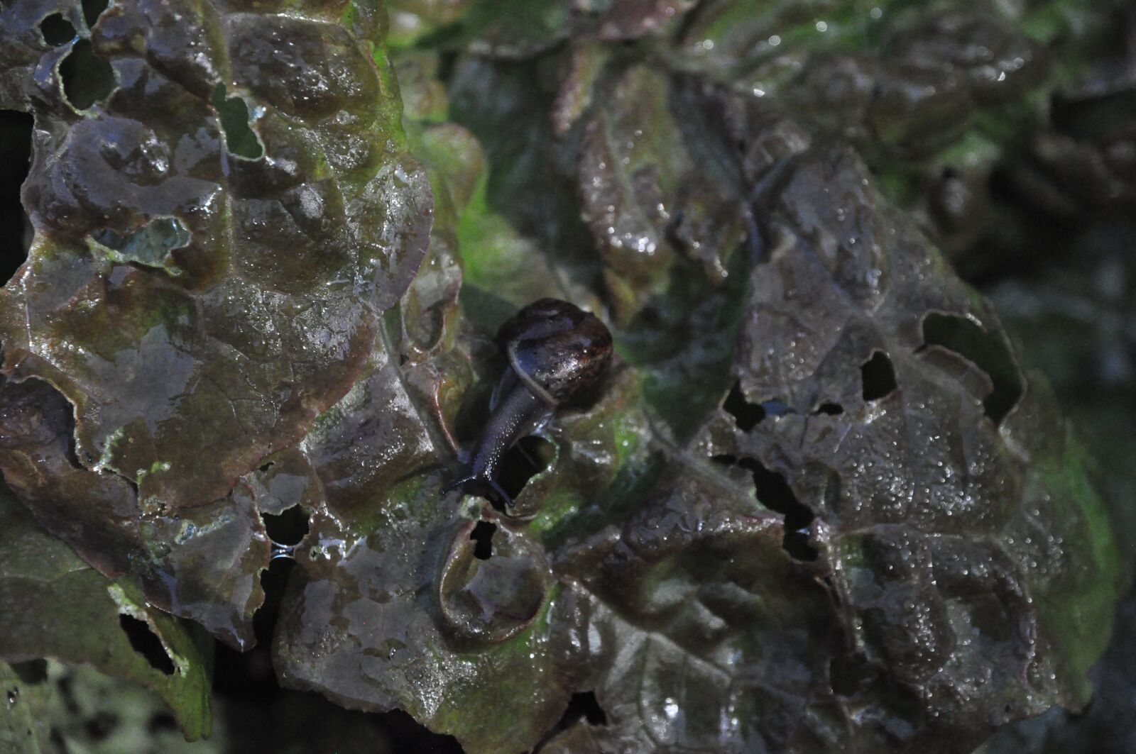 Nikon D90 sample photo. Snail, wet, nature photography