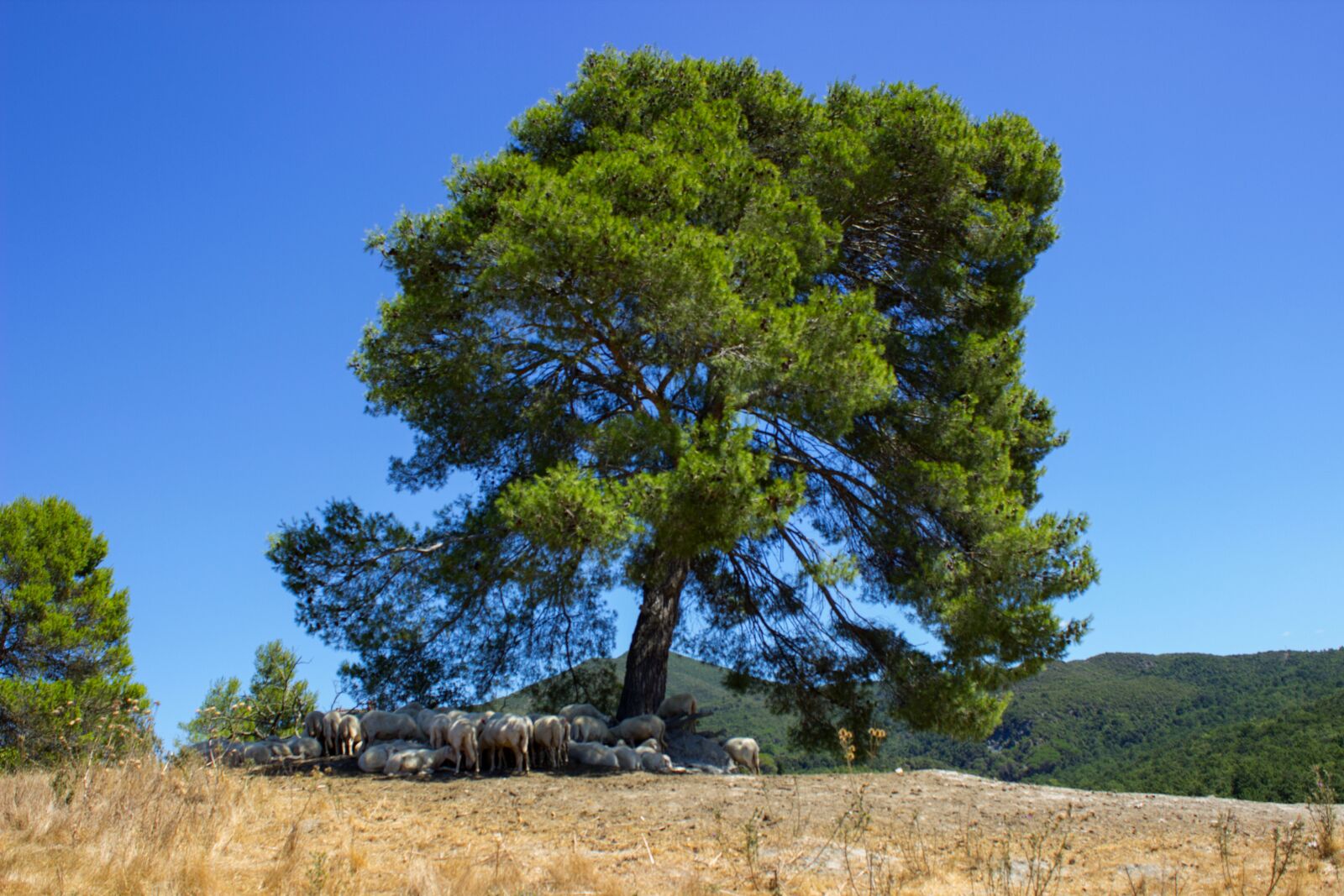 Canon EOS 600D (Rebel EOS T3i / EOS Kiss X5) sample photo. Tuscany, oak forest, flock photography
