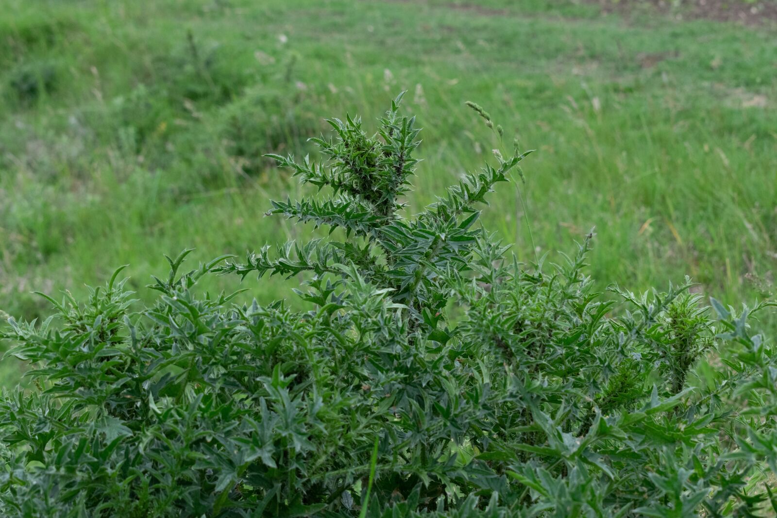Nikon D3300 sample photo. Plant, grass, nature photography