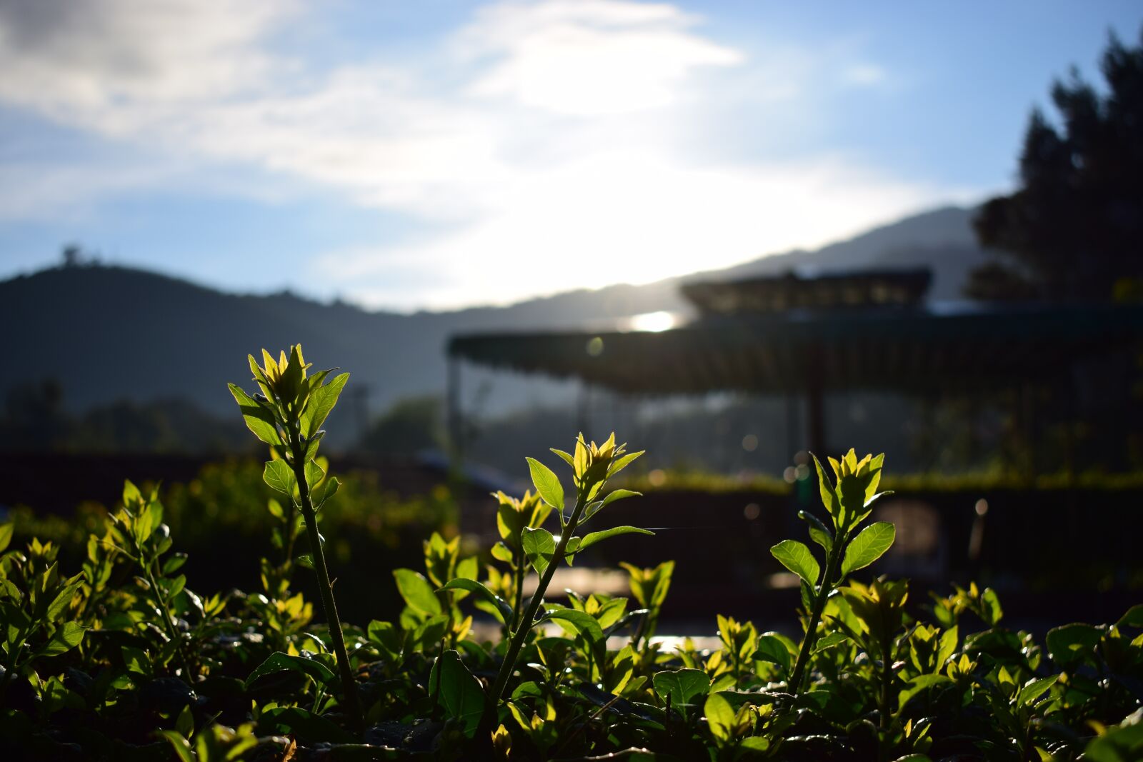 Nikon D3300 sample photo. Dawn, flowers, nature photography