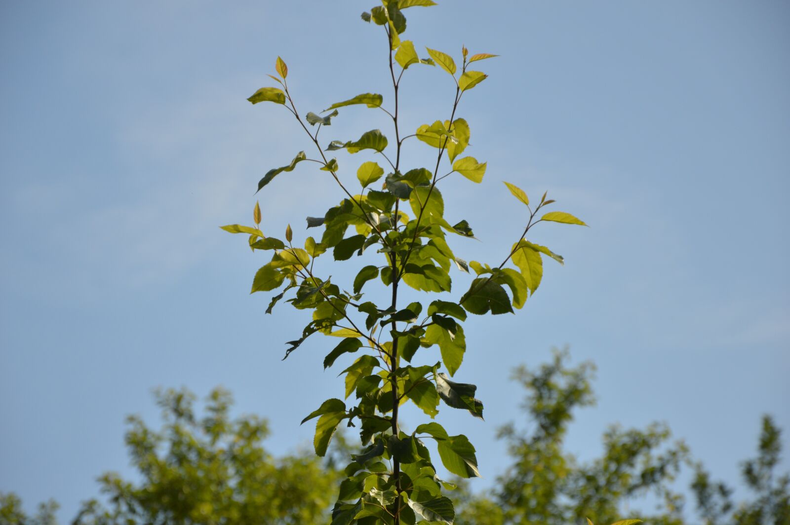 Nikon D3200 sample photo. Growth, green, nature photography