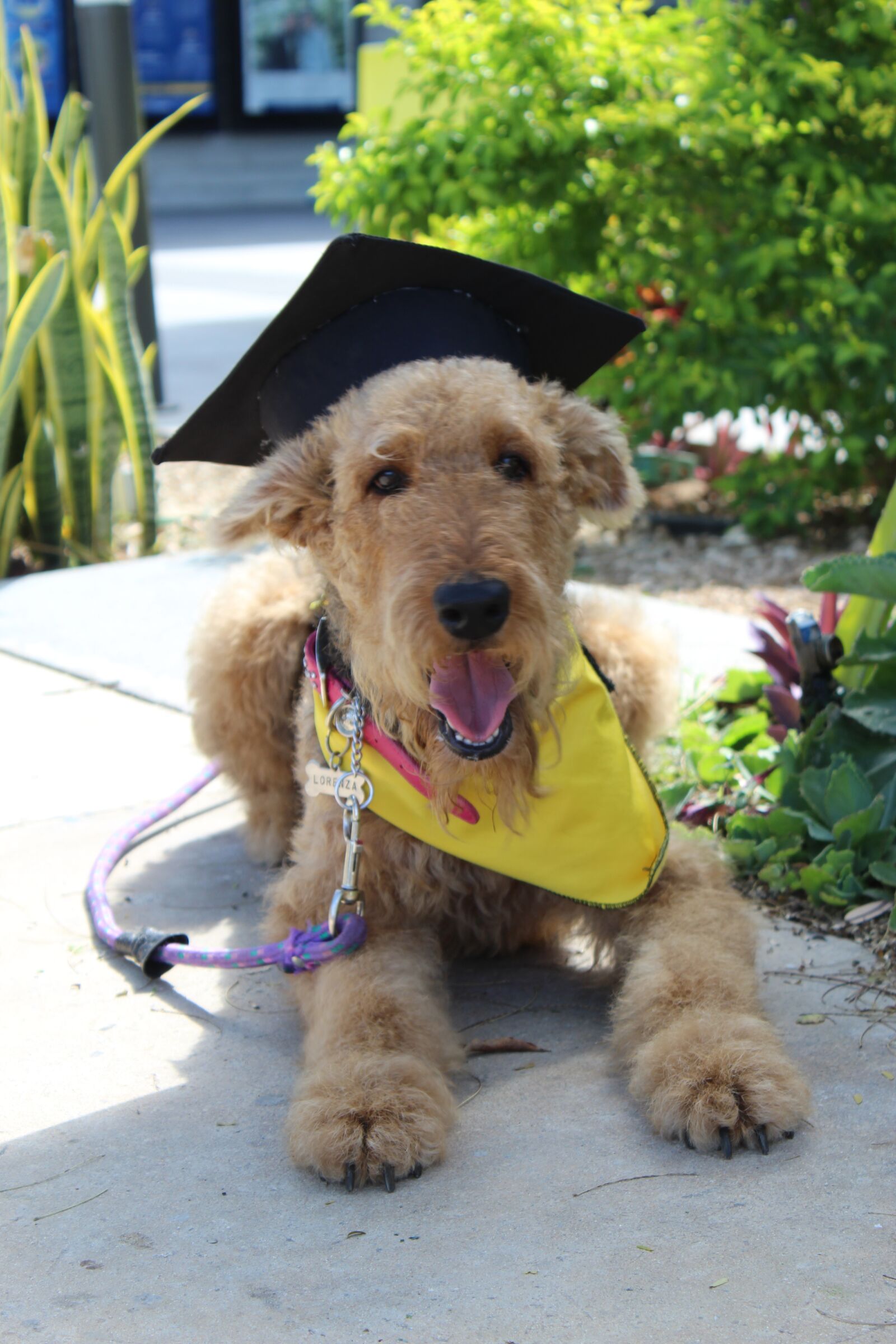 Canon EOS 1300D (EOS Rebel T6 / EOS Kiss X80) sample photo. Graduation, airedale terrier, happy photography