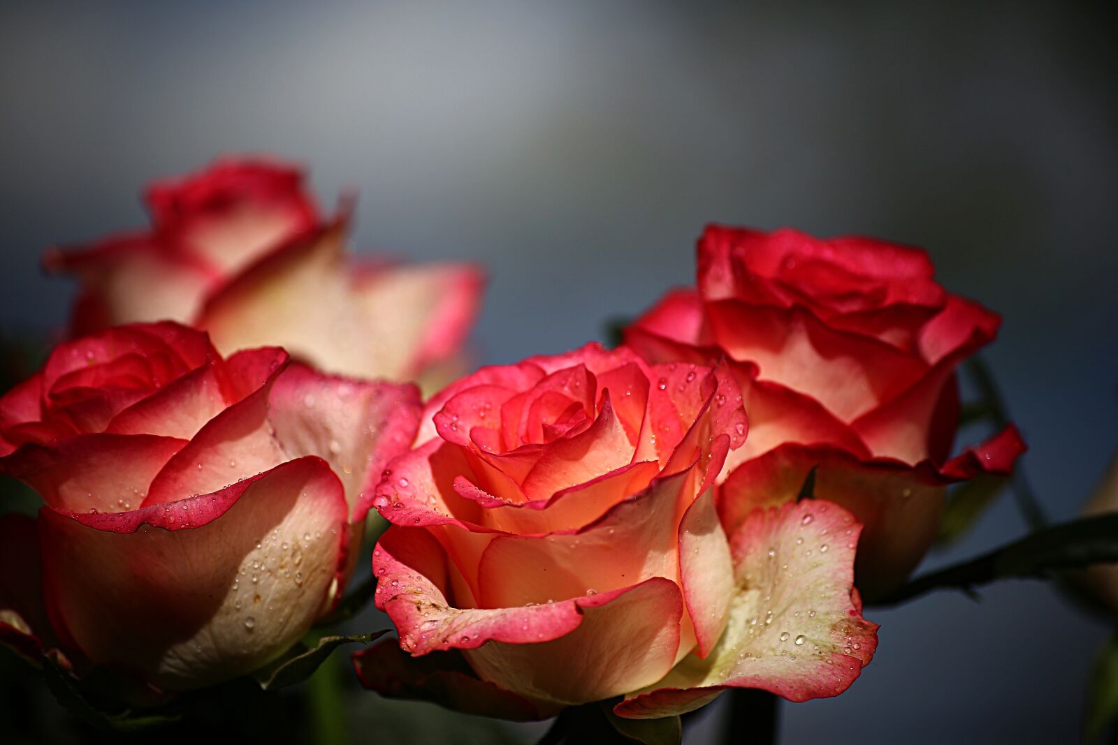 Canon EOS 6D sample photo. Flower, no one, rose photography