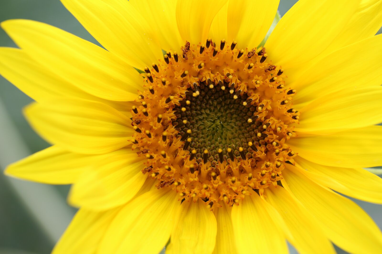 Canon EOS 70D + Canon EF-S 60mm F2.8 Macro USM sample photo. Nature, flower, sunflower photography