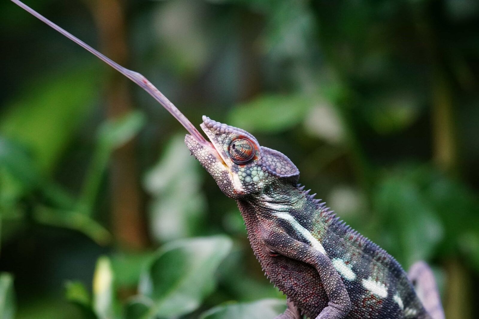 Sony ILCA-77M2 sample photo. Animal, wildlife, nature, chameleon photography