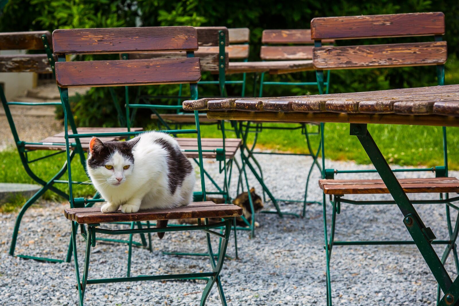 Canon EF 24-105mm F4L IS USM sample photo. Cat, pet, domestic cat photography