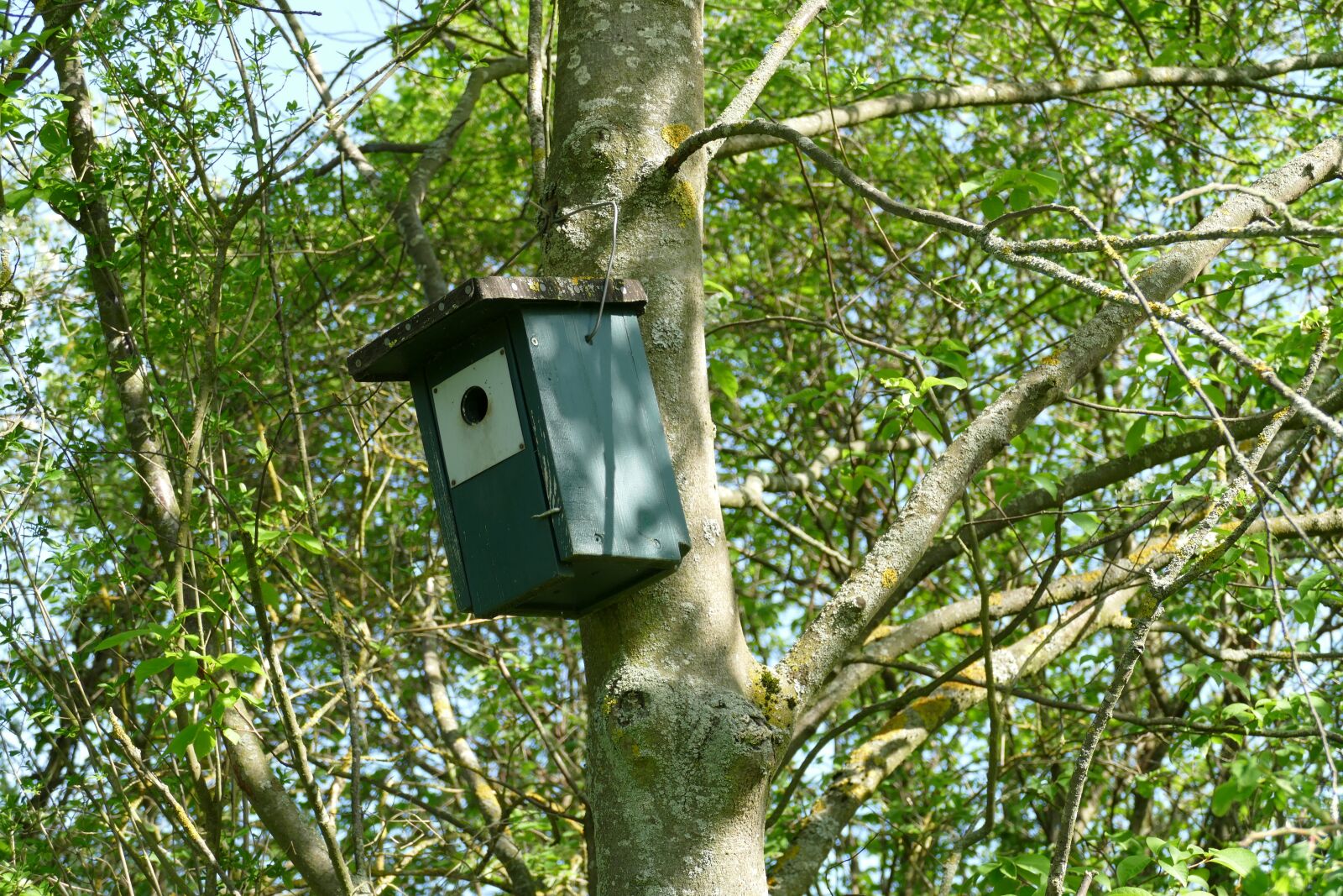 Panasonic Lumix DMC-FZ1000 sample photo. Nesting box, aviary, bird photography