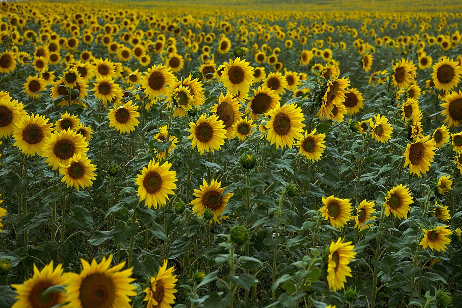 Nikon D3300 sample photo. Sunflower, field, plantation photography
