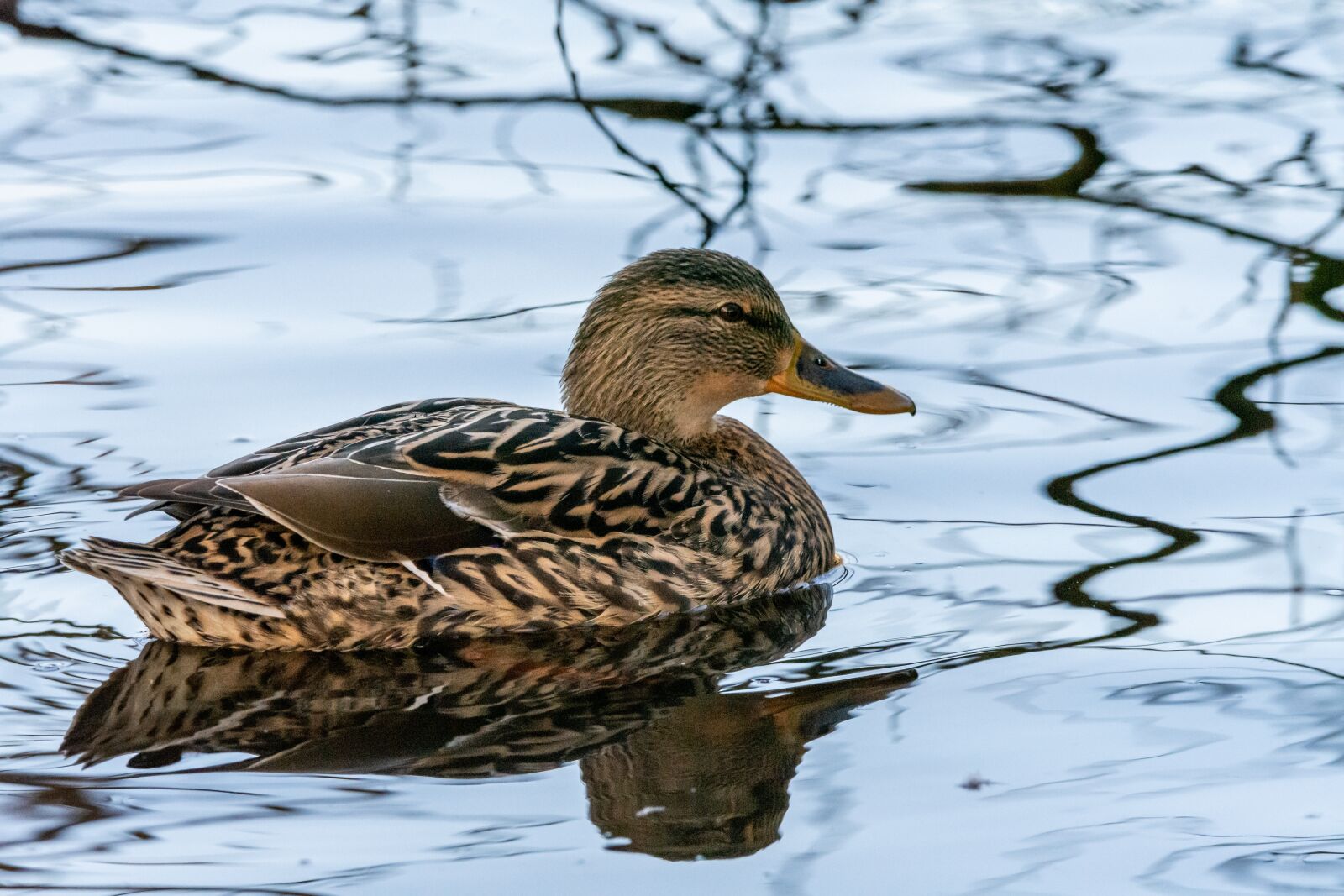 Nikon D7200 sample photo. Duck, animal, nature photography