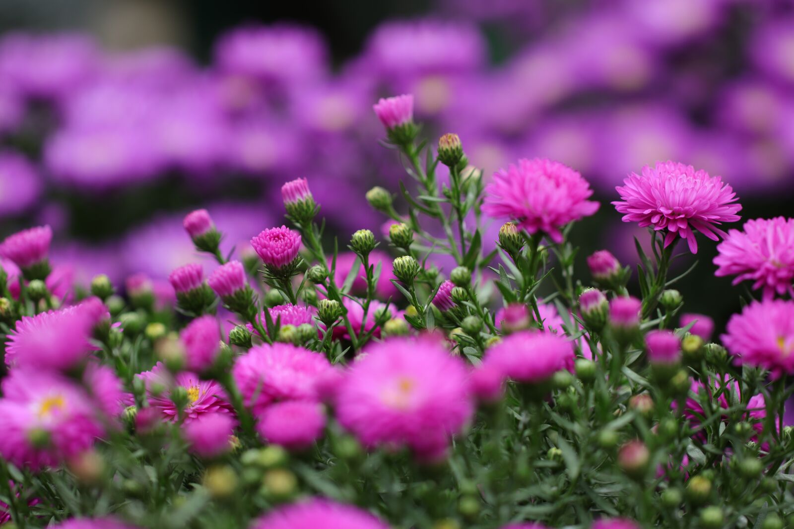 Canon EF 100mm F2.8L Macro IS USM sample photo. Aster, flowers, autumn photography