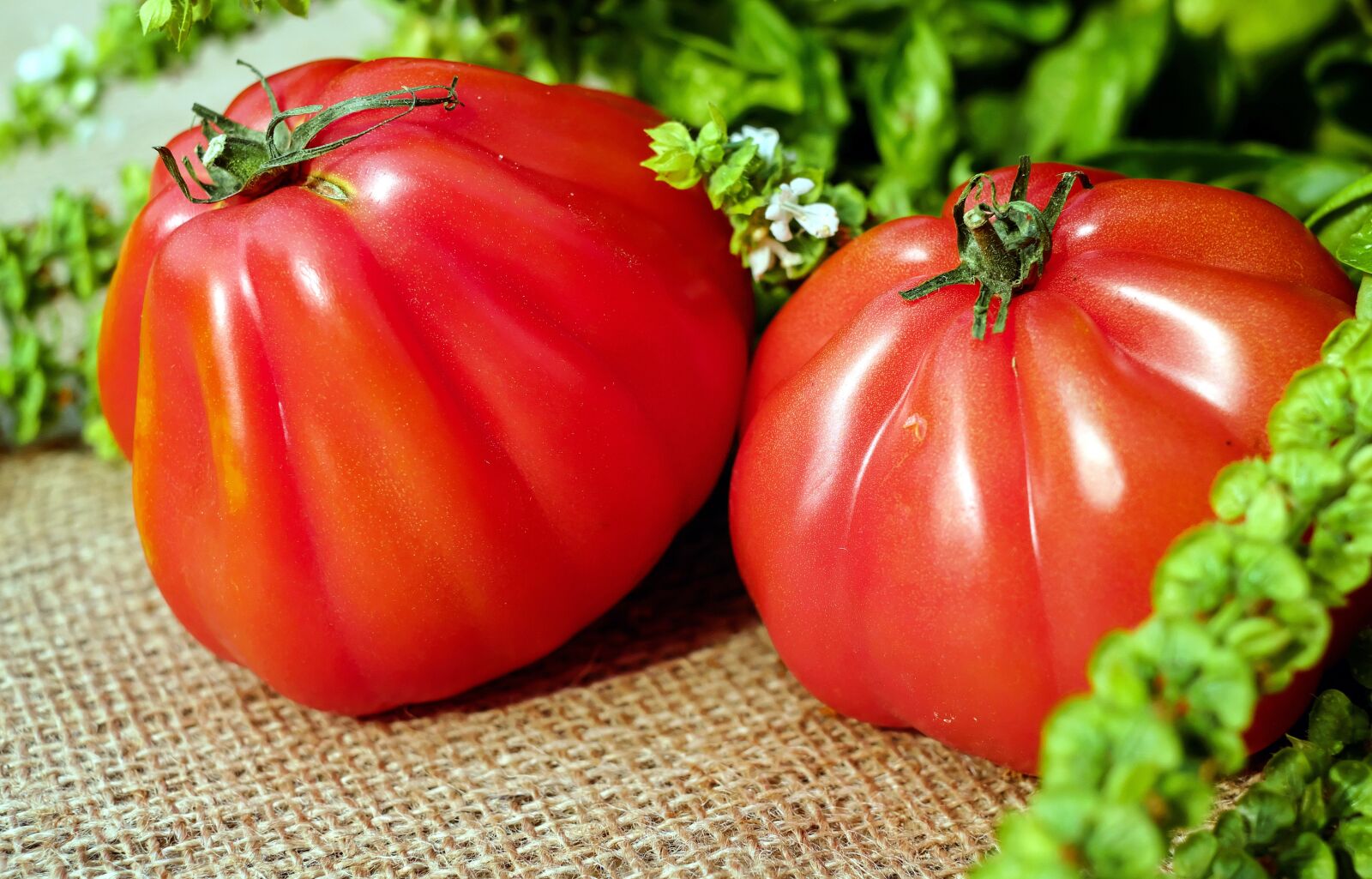 Fujifilm X-T10 + Fujifilm XF 35mm F1.4 R sample photo. Tomatoes, red, food photography