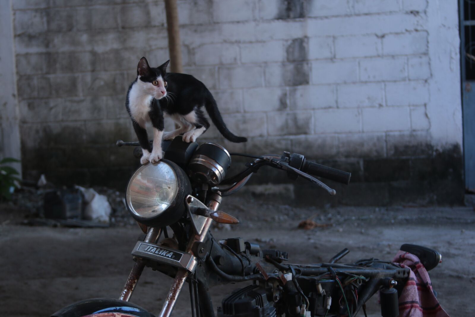 Canon EOS 70D + Canon EF 28-135mm F3.5-5.6 IS USM sample photo. Cat, moto, motorcycle photography