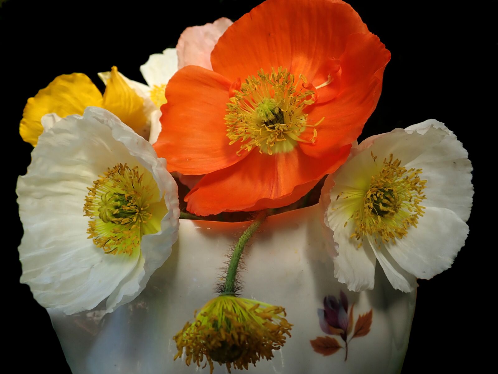 Olympus TG-5 sample photo. Flowers, poppies, summer photography