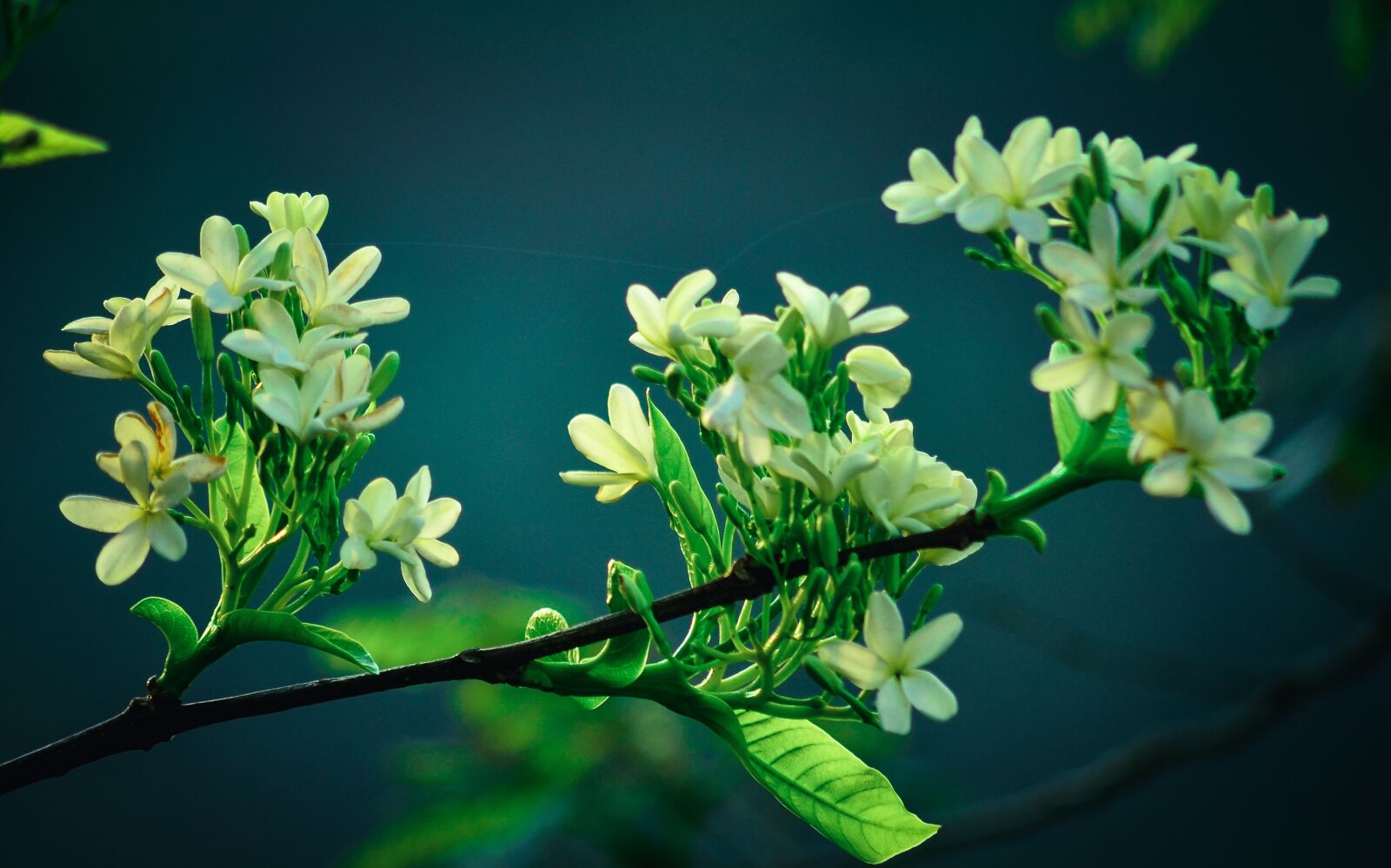 Nikon D5100 sample photo. Jasmine, flower, white photography