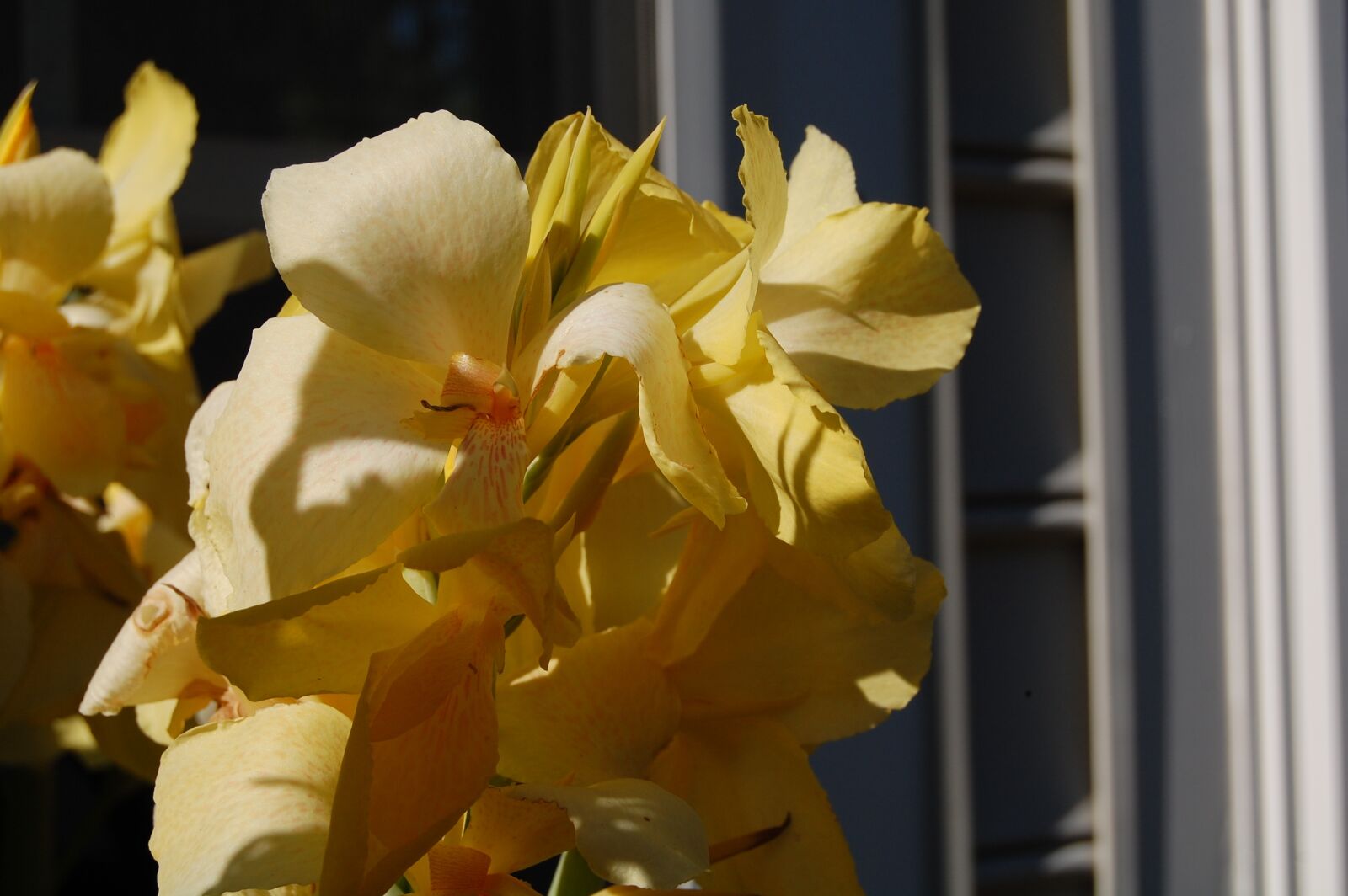 Nikon D40 sample photo. Flower, yellow, spring photography