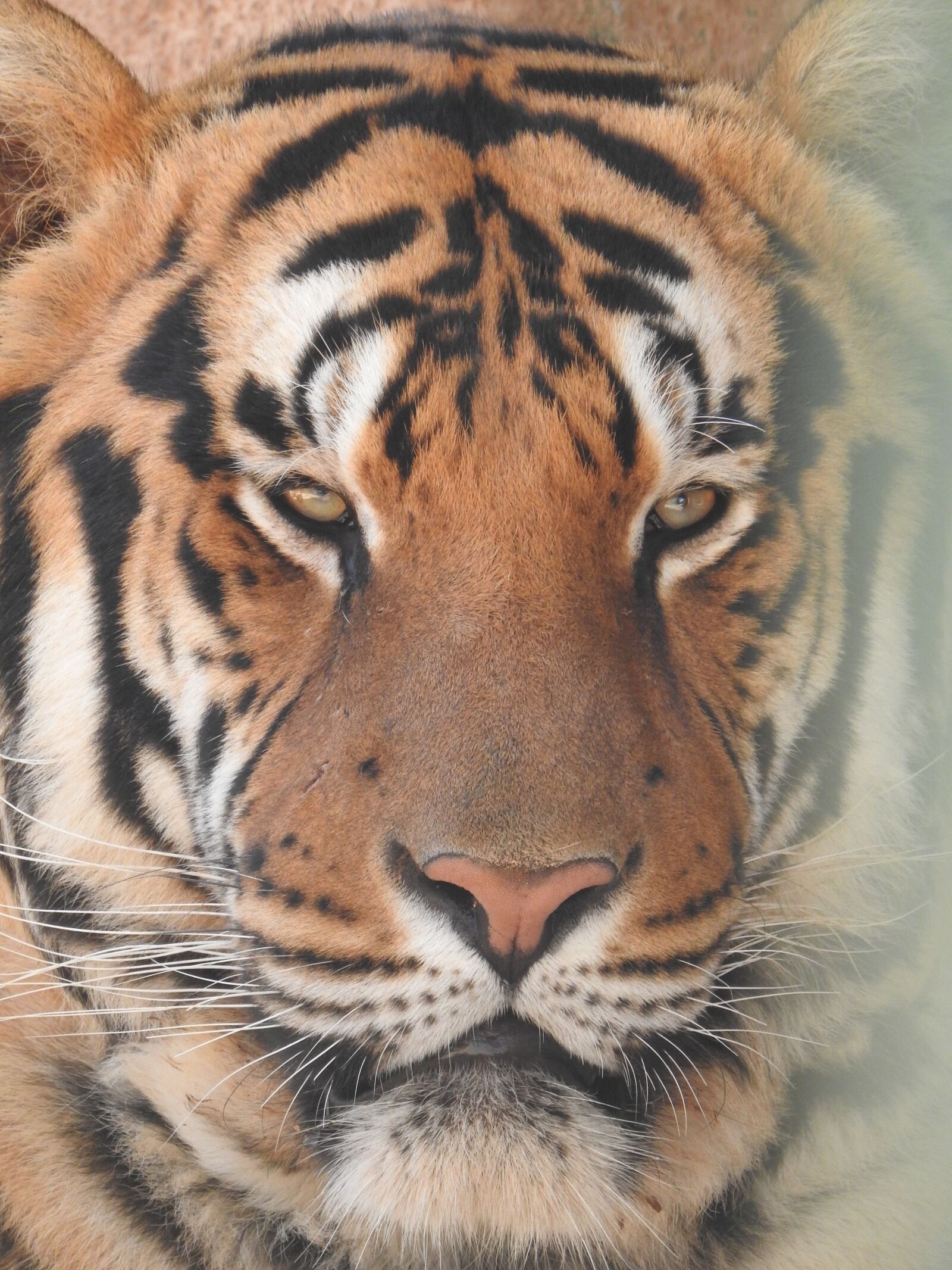 Nikon Coolpix P900 sample photo. Tiger, zoo, nature photography