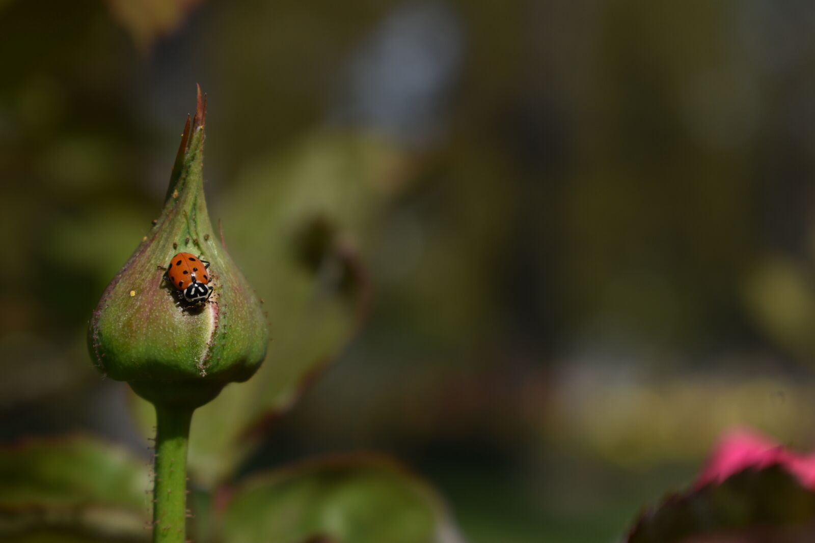 Nikon D3400 sample photo. Ladybug, nature, insect photography