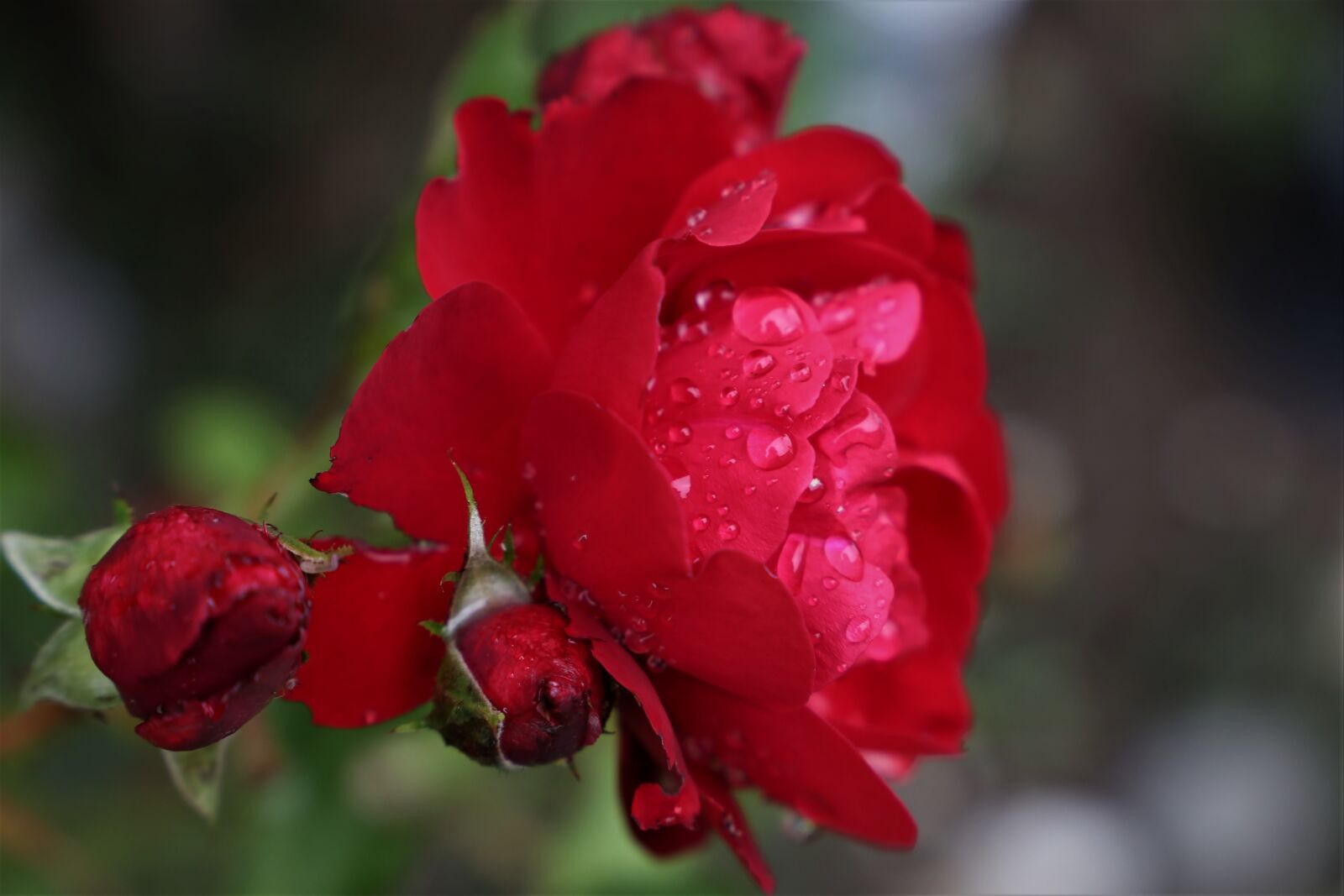 Canon EF 24-105mm F3.5-5.6 IS STM sample photo. Red rose, lily marlene photography