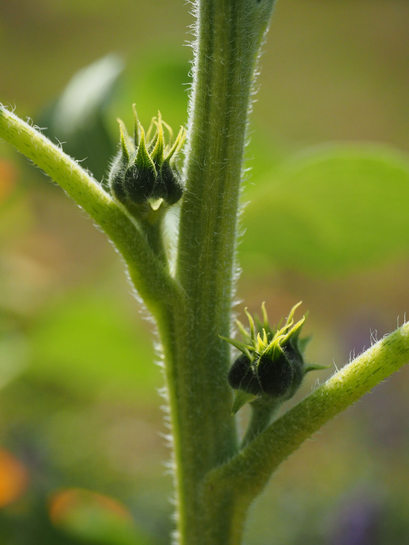 Olympus OM-D E-M1 + Olympus M.Zuiko Digital ED 12-40mm F2.8 Pro sample photo. Bud, sunflower, plant photography