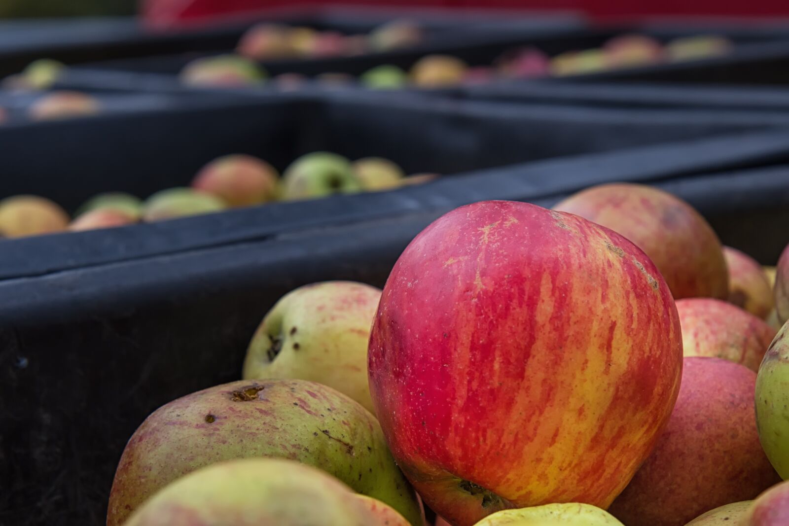 Canon EOS 600D (Rebel EOS T3i / EOS Kiss X5) sample photo. Apple, bauer, agriculture photography
