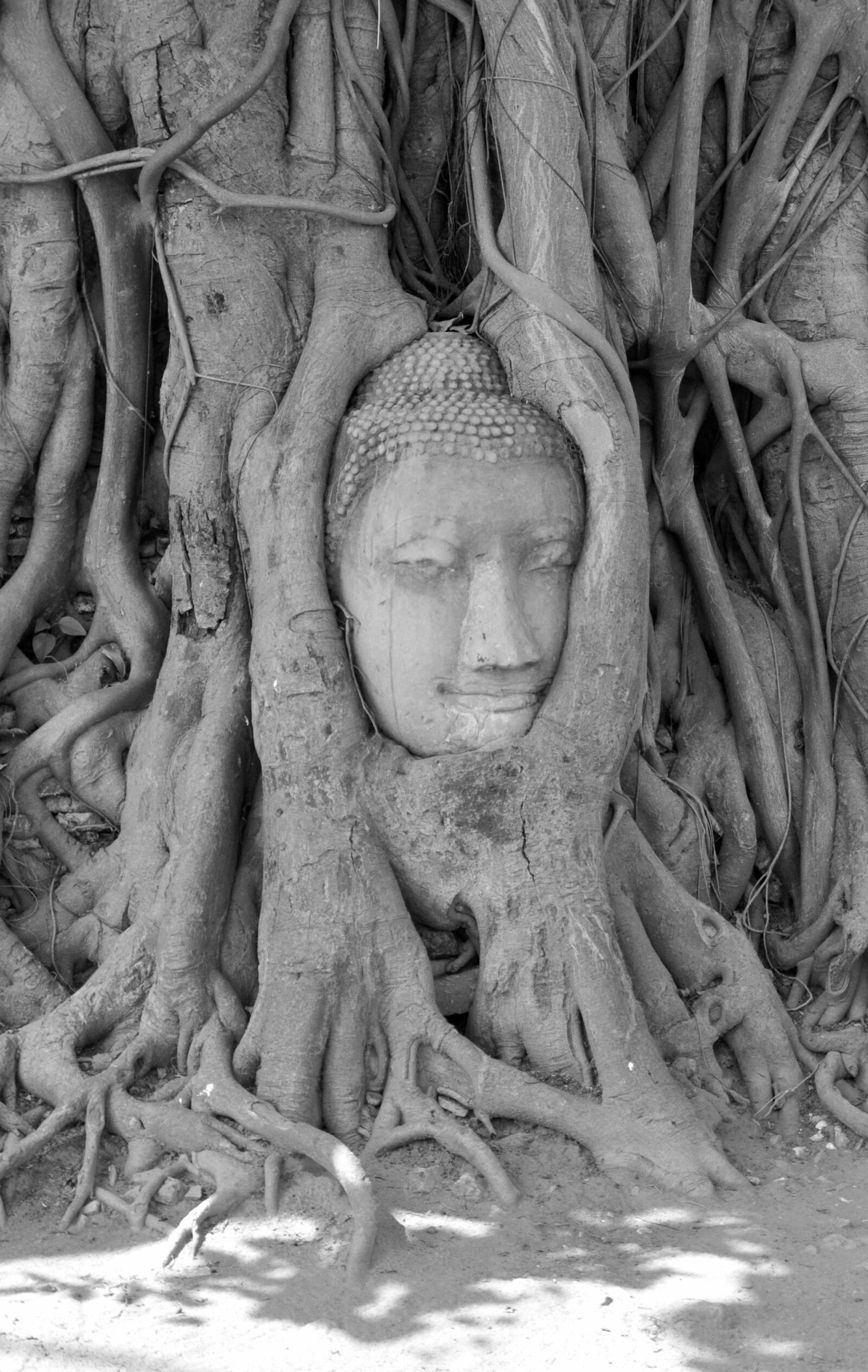 Nikon D5000 sample photo. Ayutthaya, buddha, buddhism photography