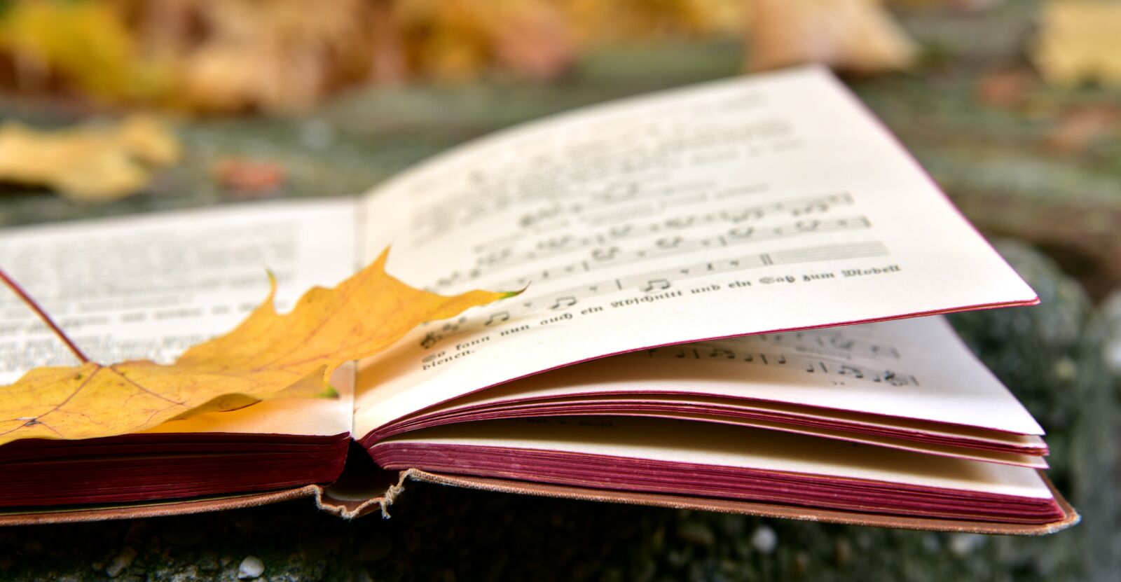 Nikon D750 sample photo. Book, autumn, leaf photography