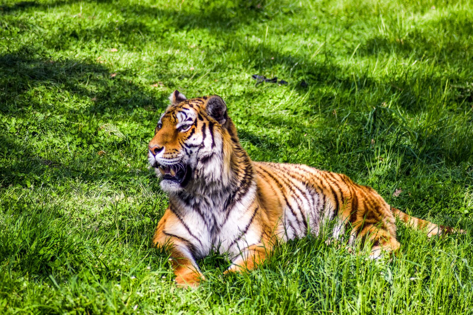 Nikon D5300 sample photo. Zoo, paugres, ardeche photography