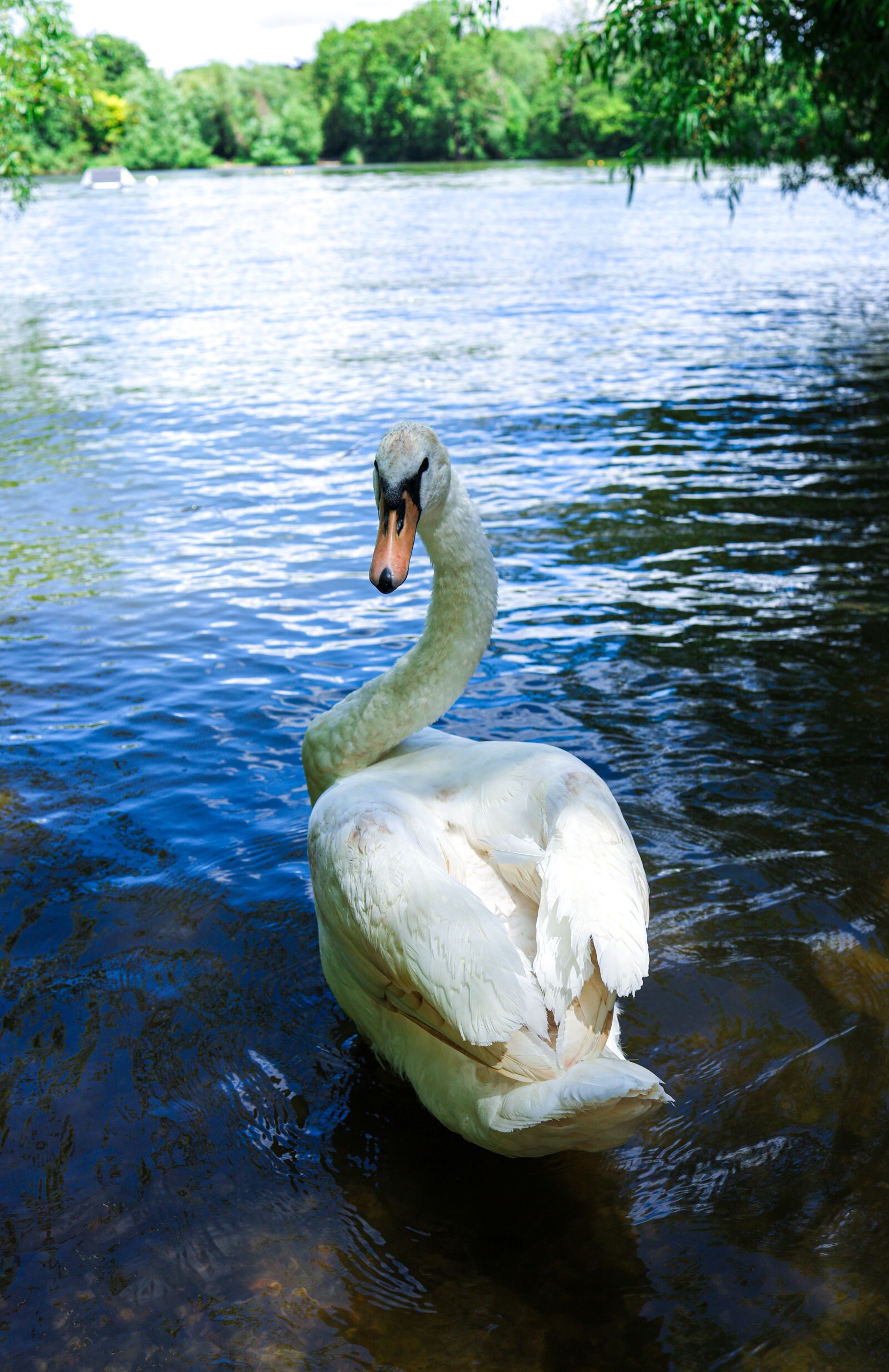 Canon EOS R + Canon RF 35mm F1.8 IS STM Macro sample photo. Swan, lake, bird photography