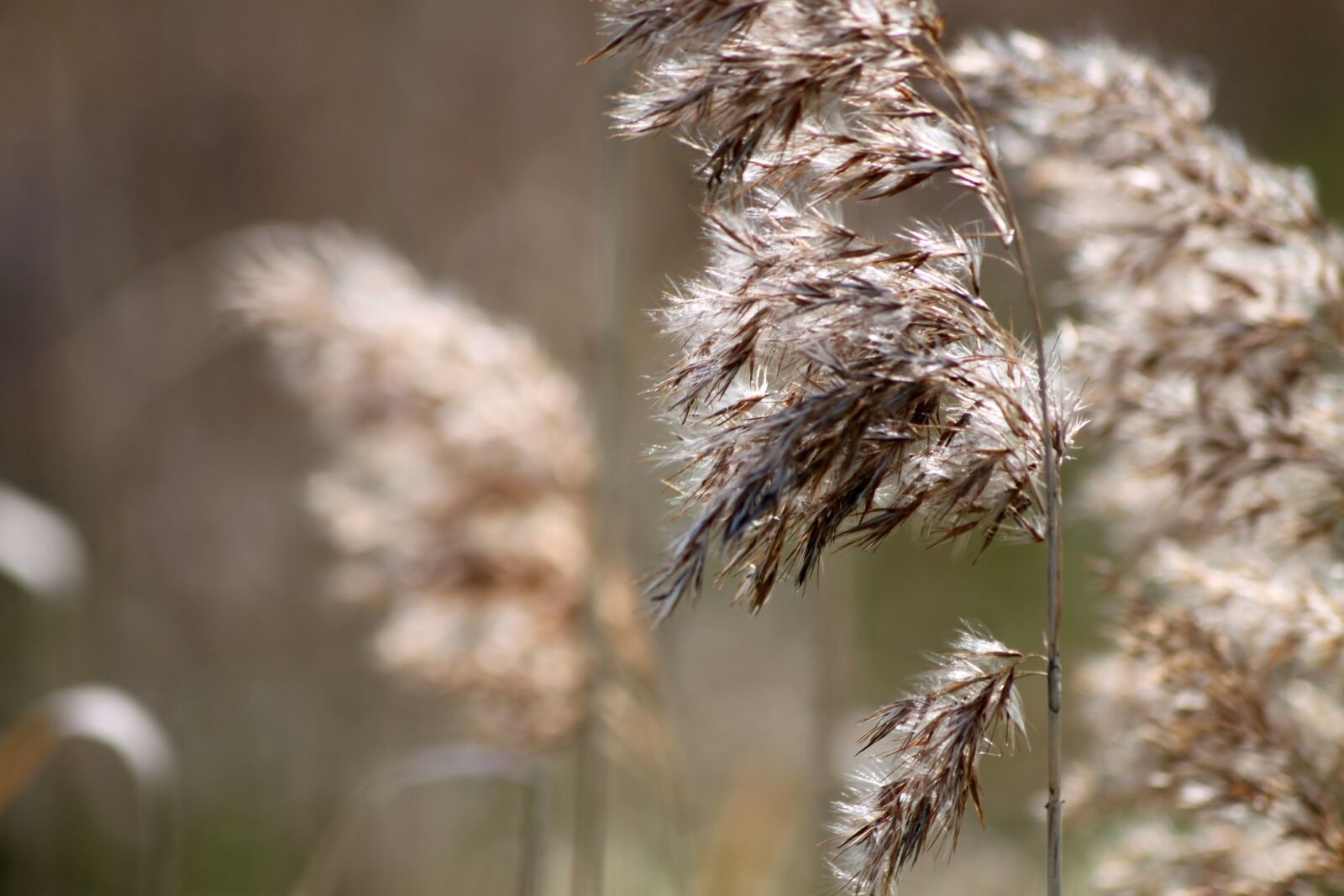 Canon EOS 500D (EOS Rebel T1i / EOS Kiss X3) sample photo. Grasses, bloom, beige photography