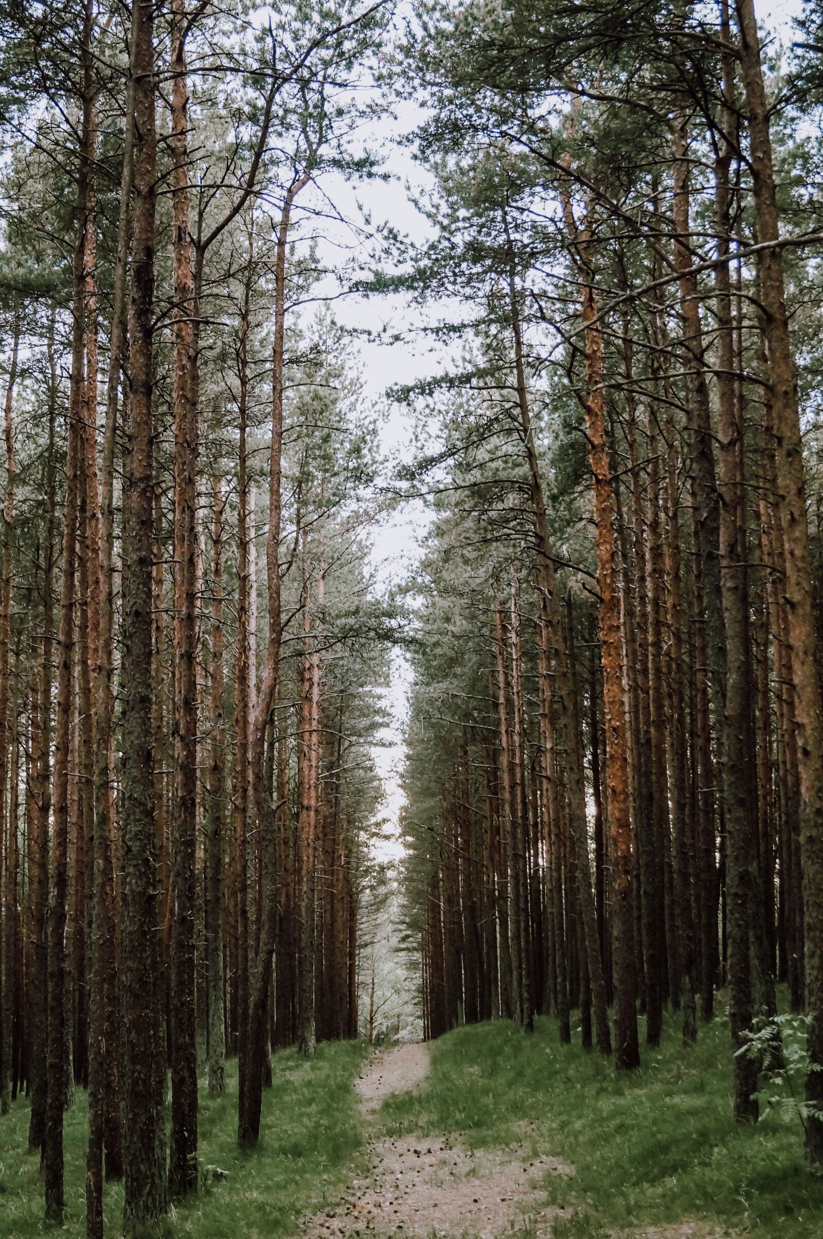 Sony SLT-A37 sample photo. Forest, journey, nature photography