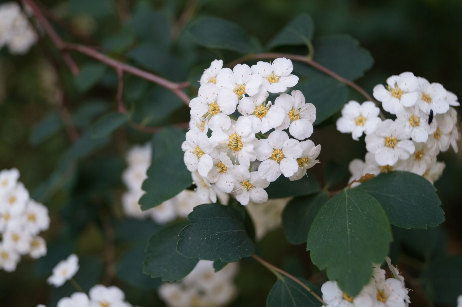 Sony DT 18-55mm F3.5-5.6 SAM II sample photo. Flower, light, white photography