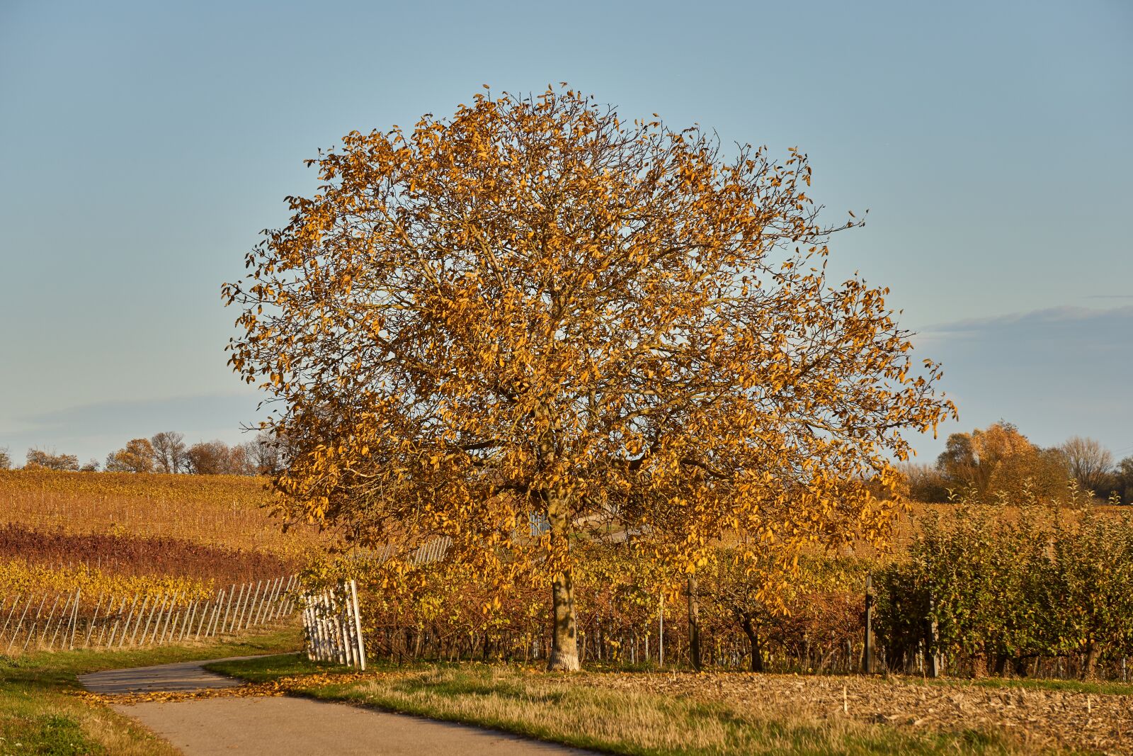 Sony E 55-210mm F4.5-6.3 OSS sample photo. Tree, autumn, colorful photography