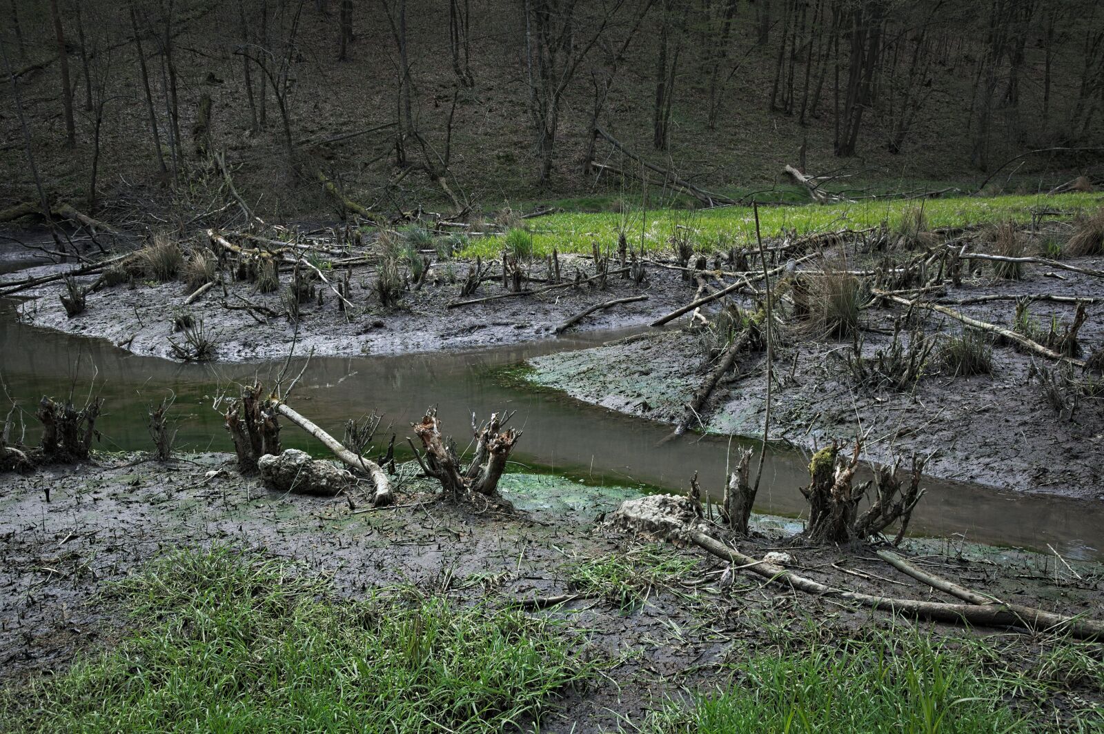 Nikon D90 sample photo. Beavers, landscape, flooding photography