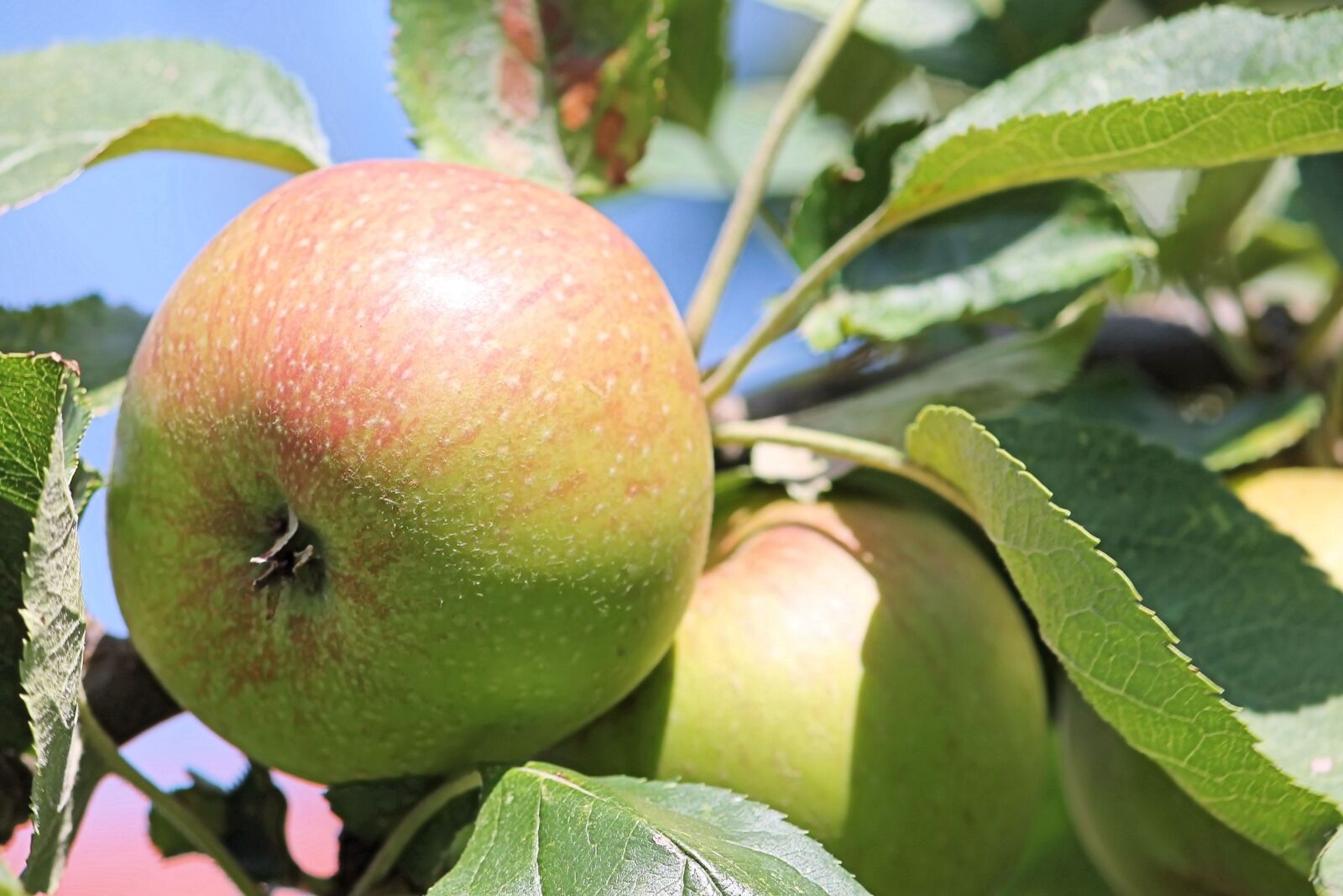 Canon EF-S 55-250mm F4-5.6 IS II sample photo. Apple, apple tree, leaves photography