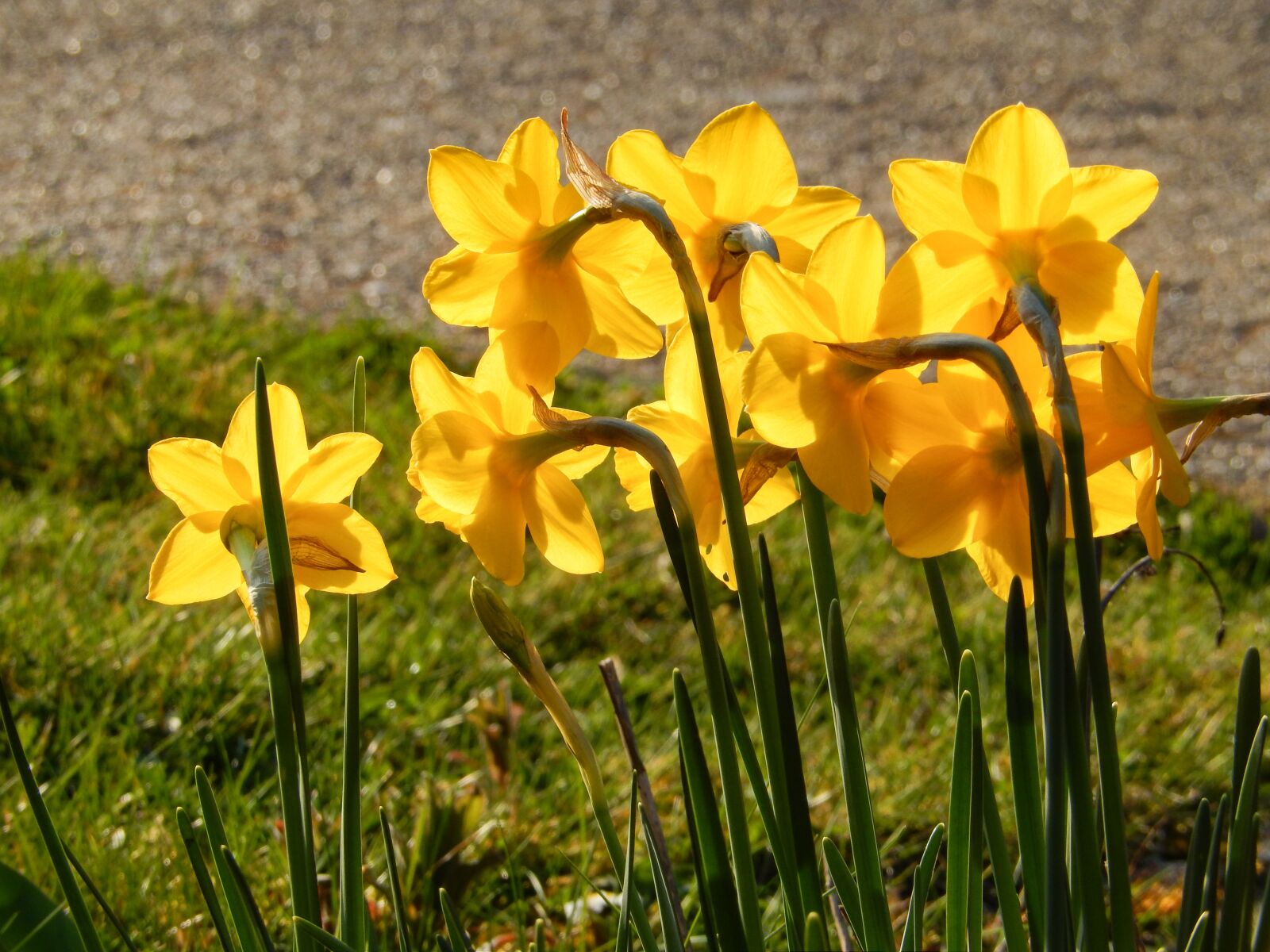 Nikon Coolpix S9500 sample photo. Narcissus pseudonarcissus, daffodil, flowers photography