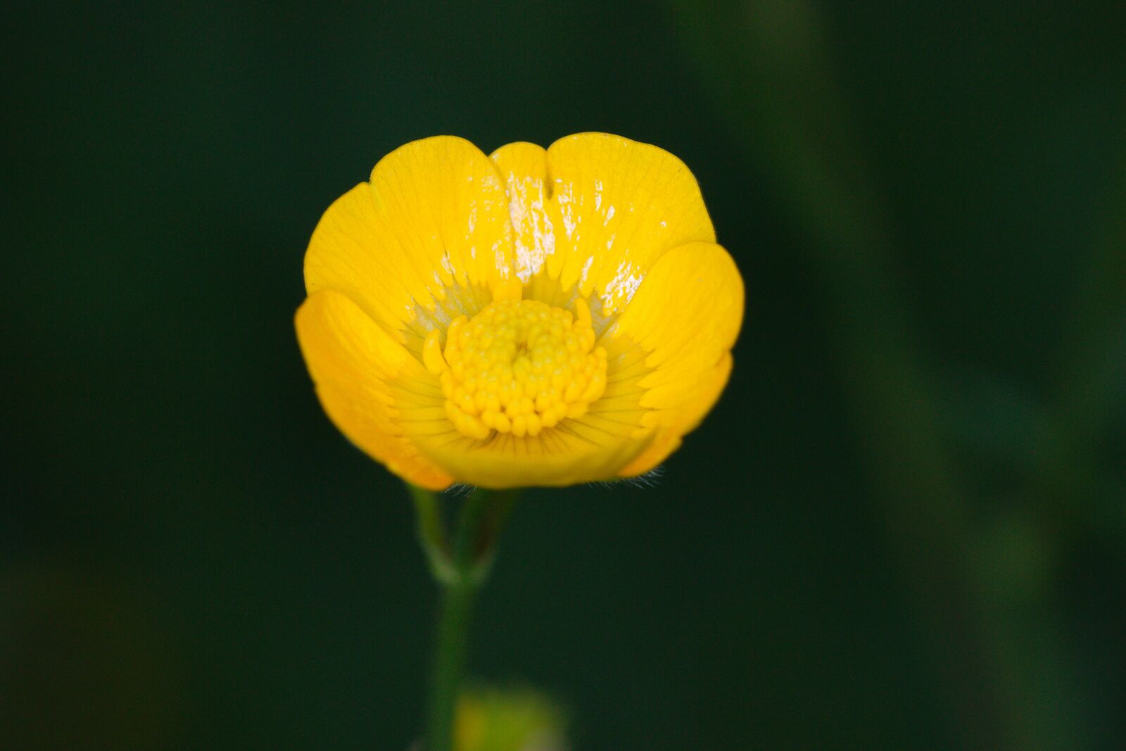 Canon EOS 70D sample photo. Nature, plant, flower photography