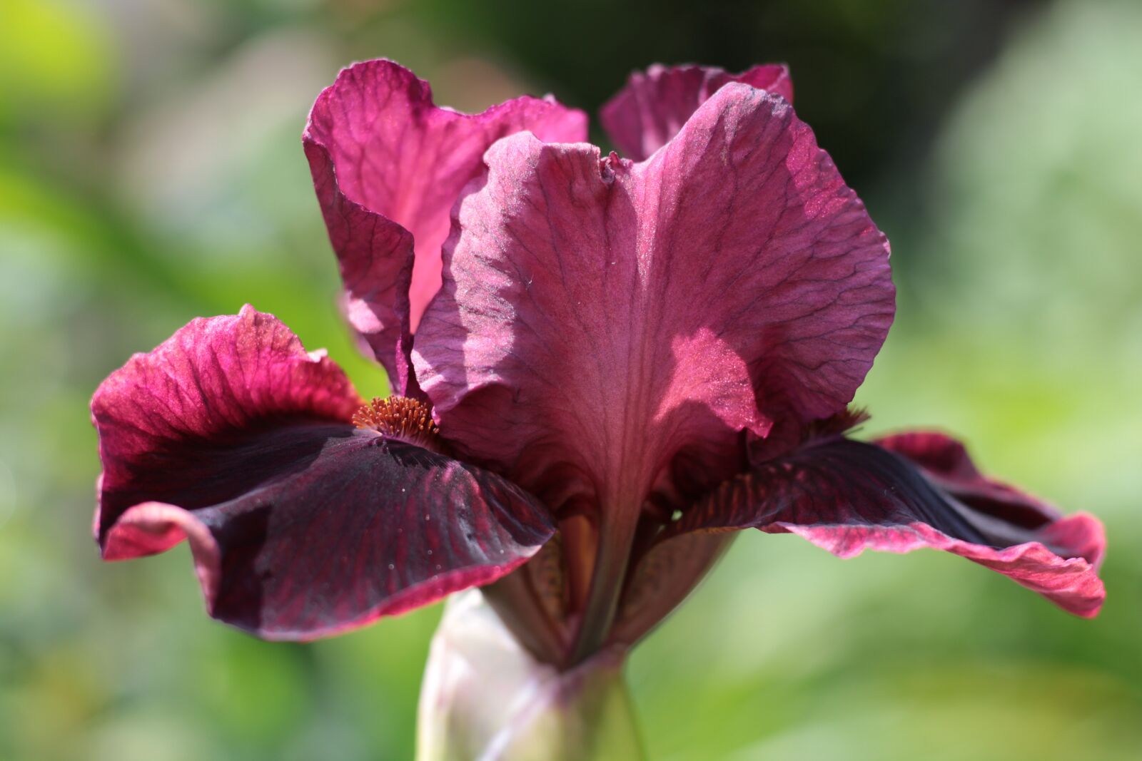 Canon EOS 600D (Rebel EOS T3i / EOS Kiss X5) + Canon EF 50mm F1.8 STM sample photo. Iris germanica, baardiris, purple photography