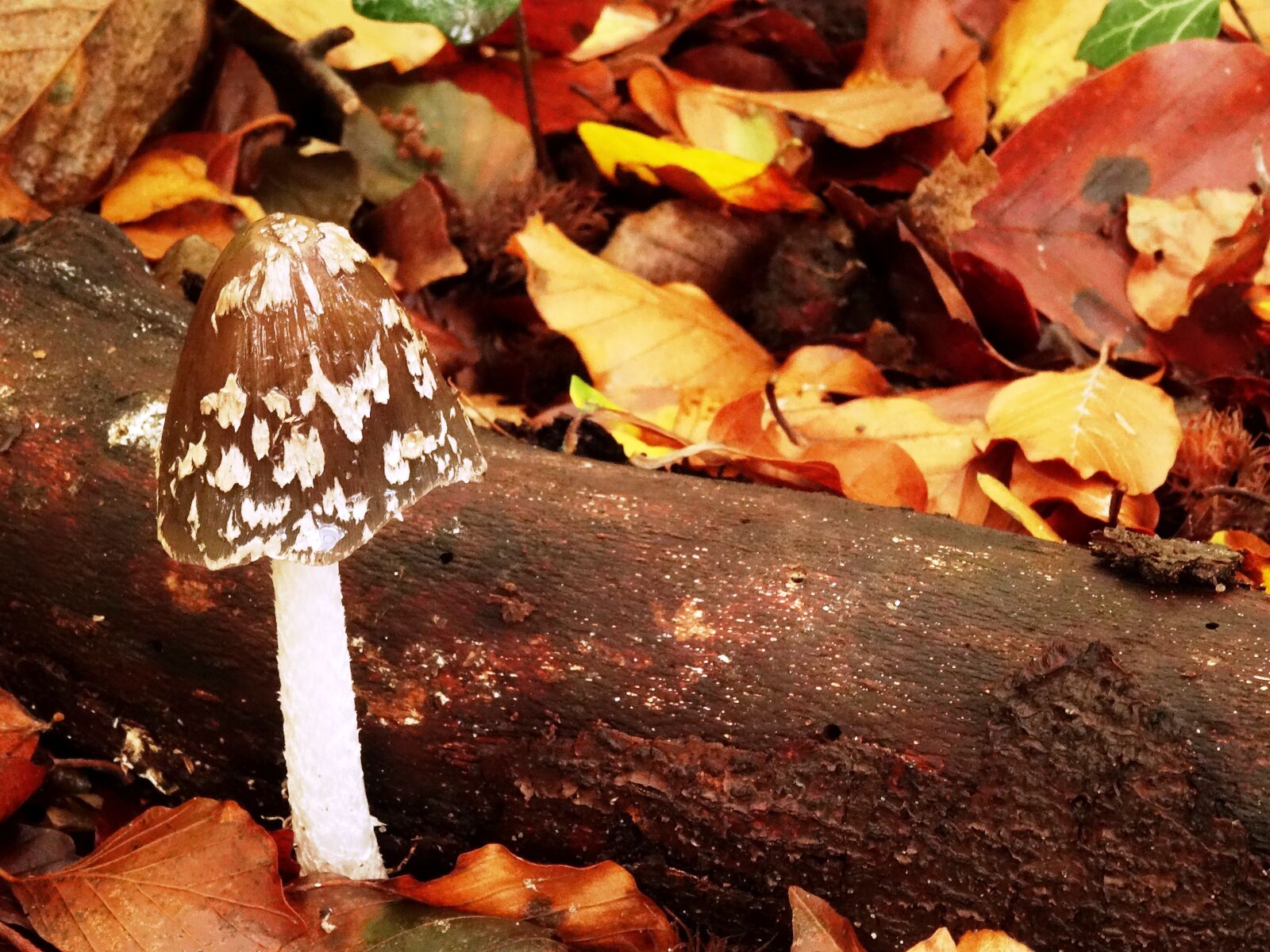Sony Cyber-shot DSC-HX50V sample photo. Autumn, mushroom, leaves photography