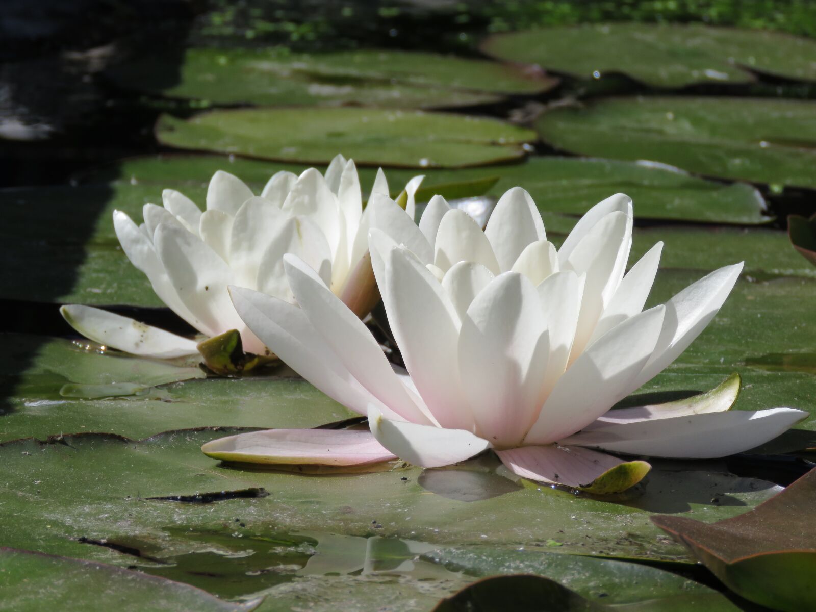 Canon PowerShot SX60 HS sample photo. Waterlilies, leaves, water photography