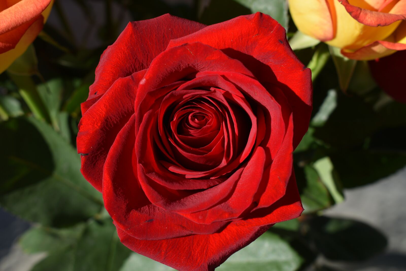 Nikon D3500 sample photo. Rose, flowers, petal photography