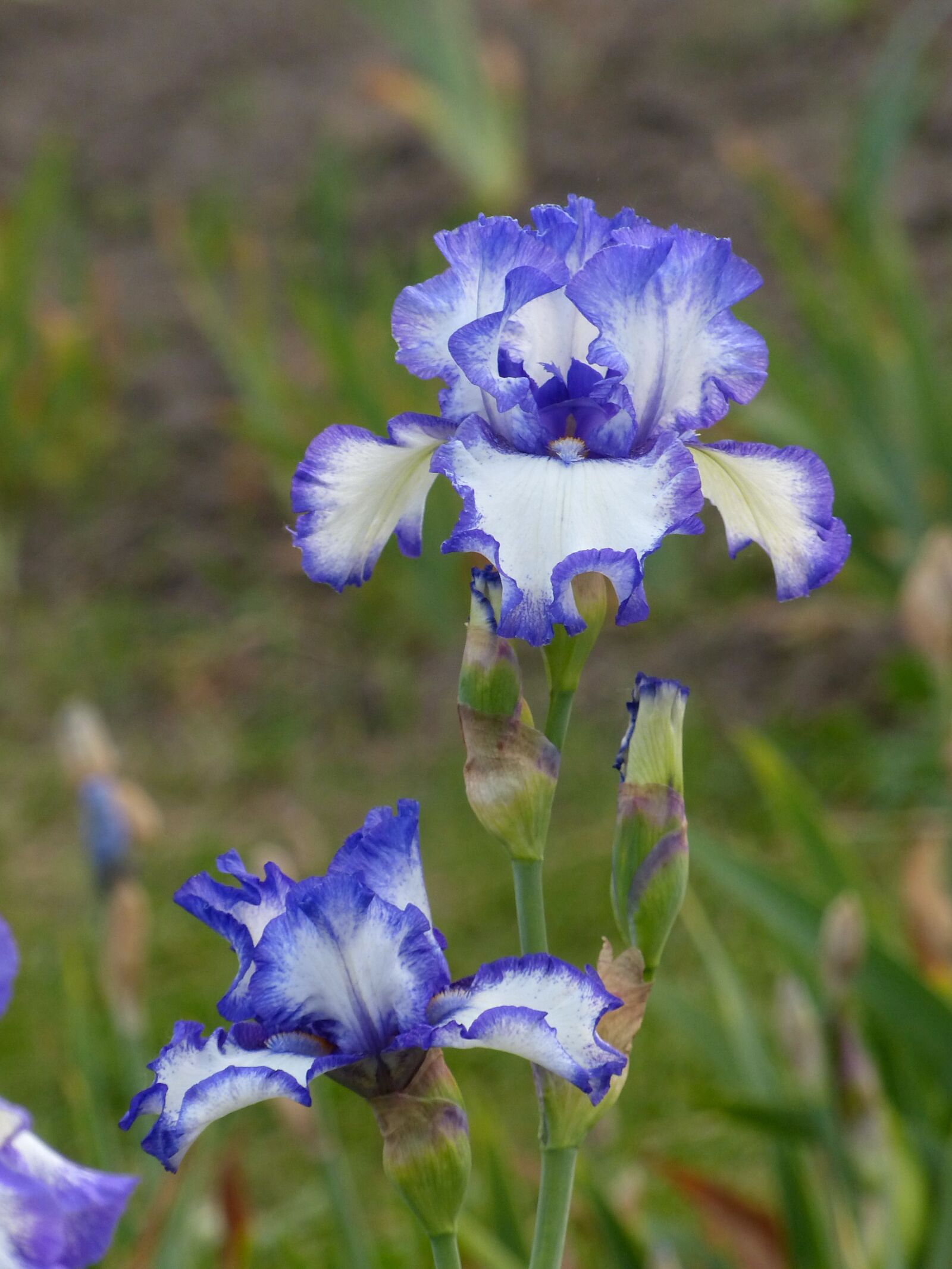 Panasonic Lumix DMC-FZ200 sample photo. Iris, flower, irises photography